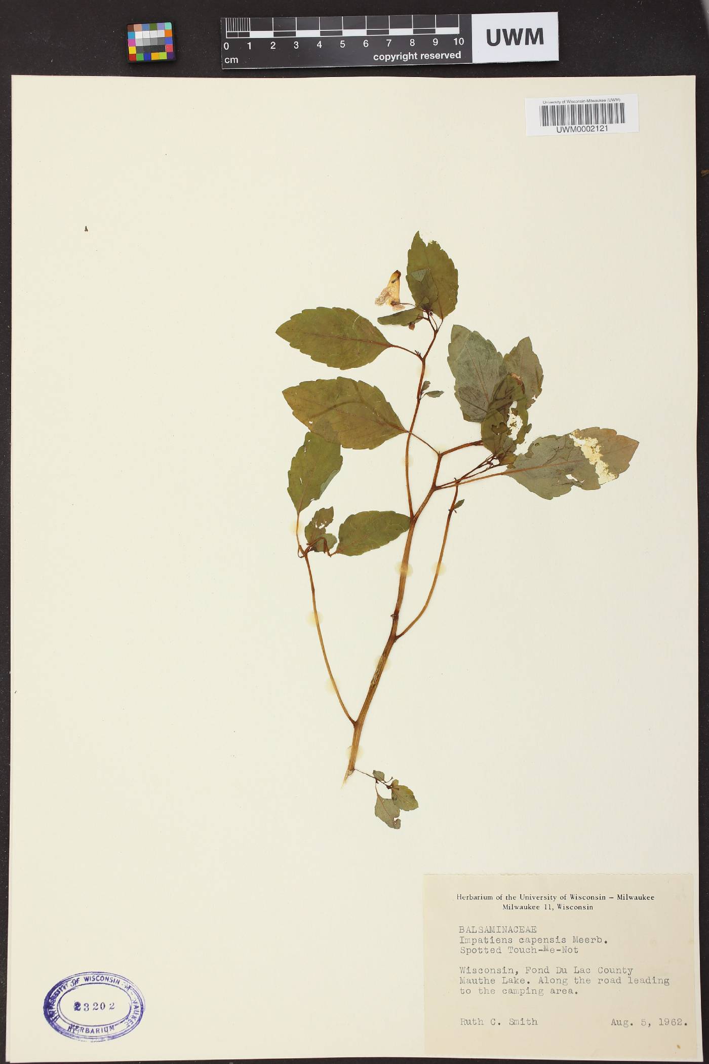 Impatiens capensis image