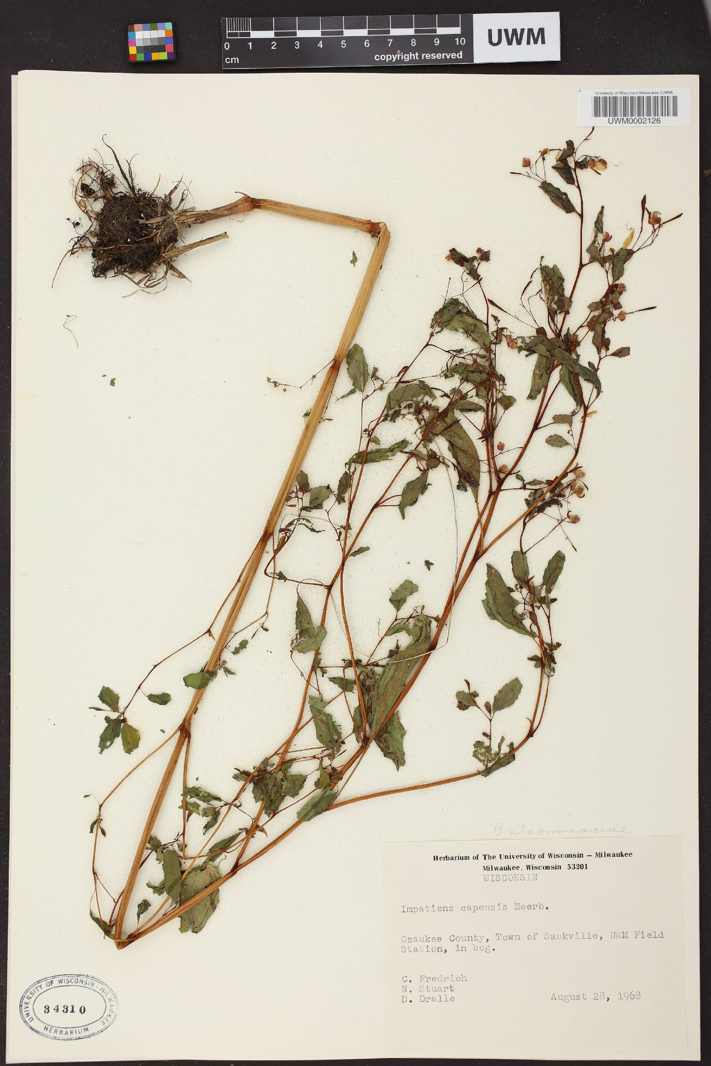 Impatiens capensis image
