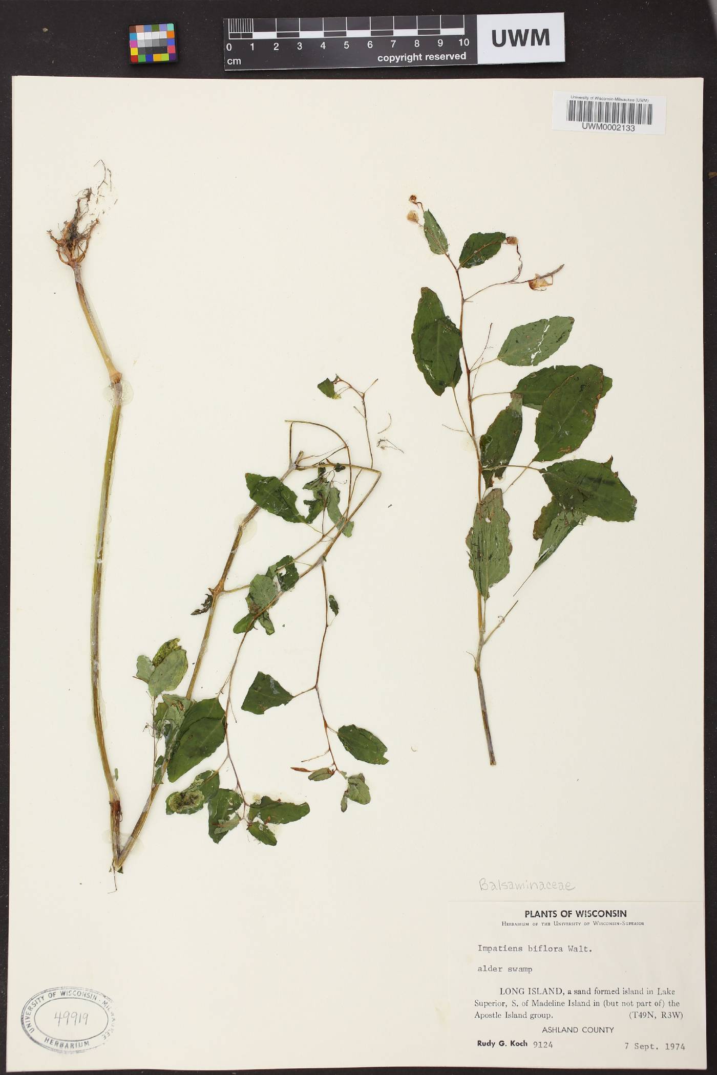 Impatiens capensis image