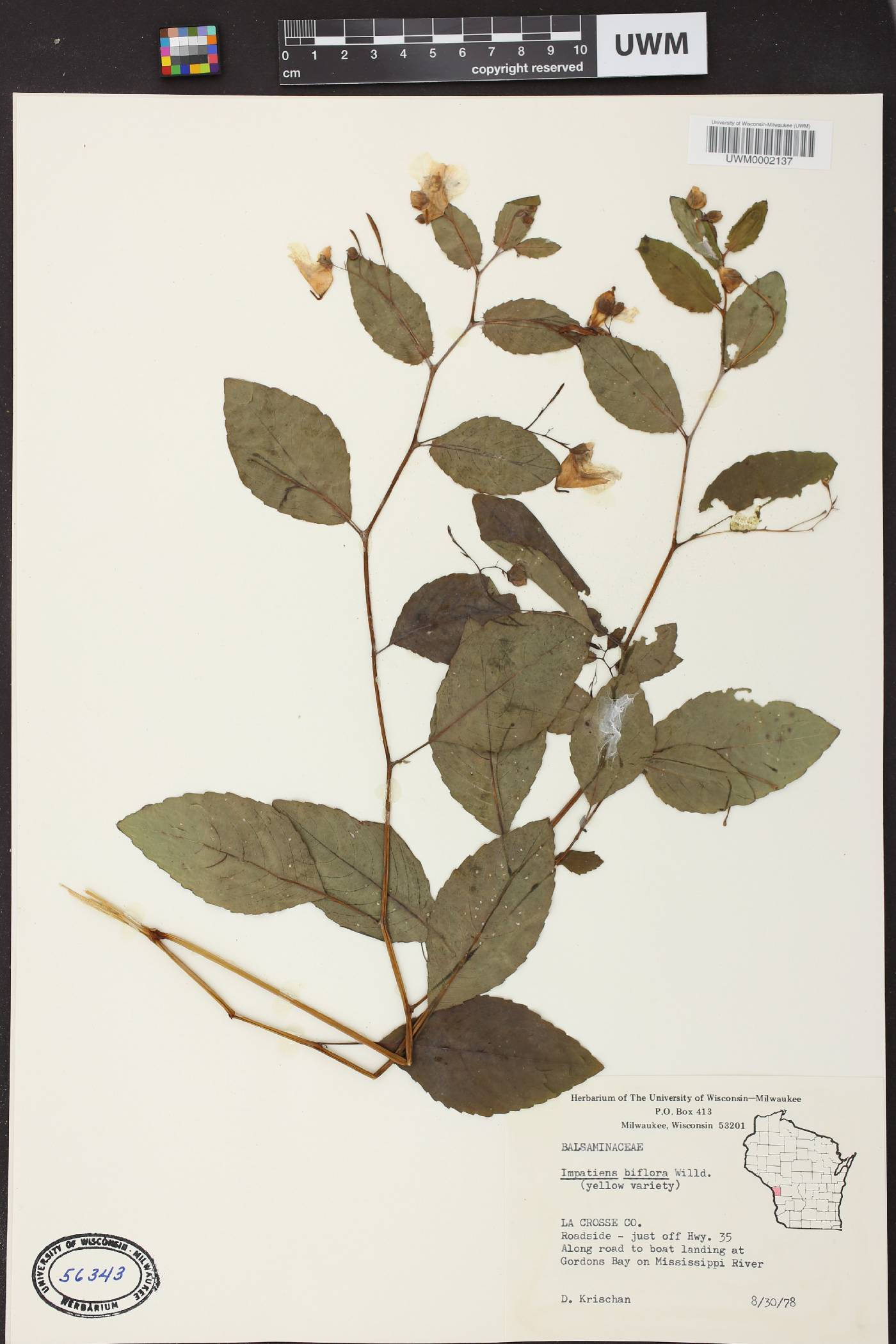 Impatiens capensis image