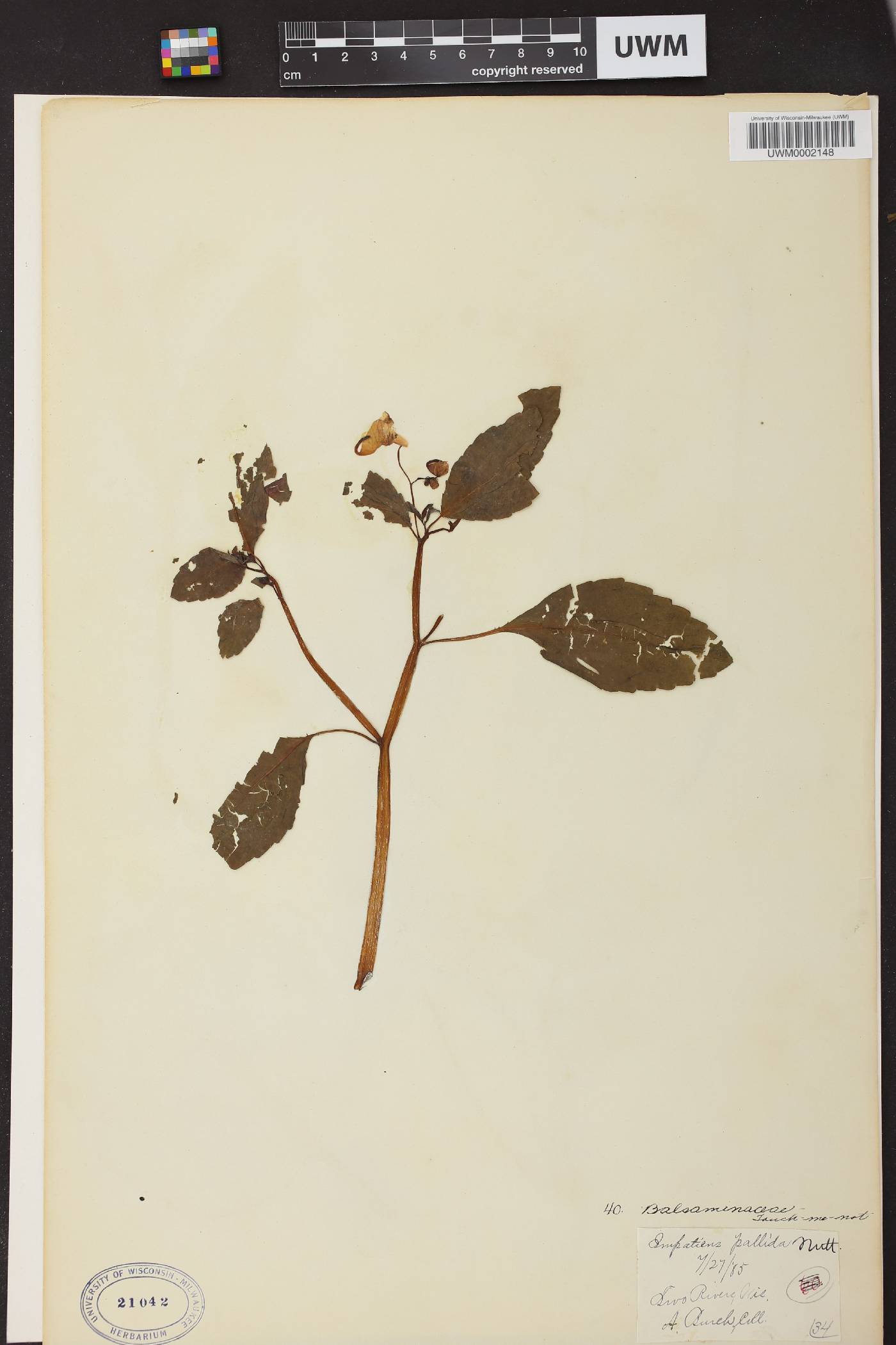 Impatiens pallida image