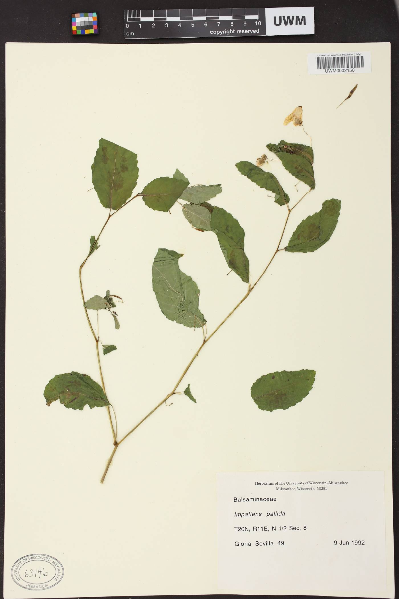 Impatiens pallida image