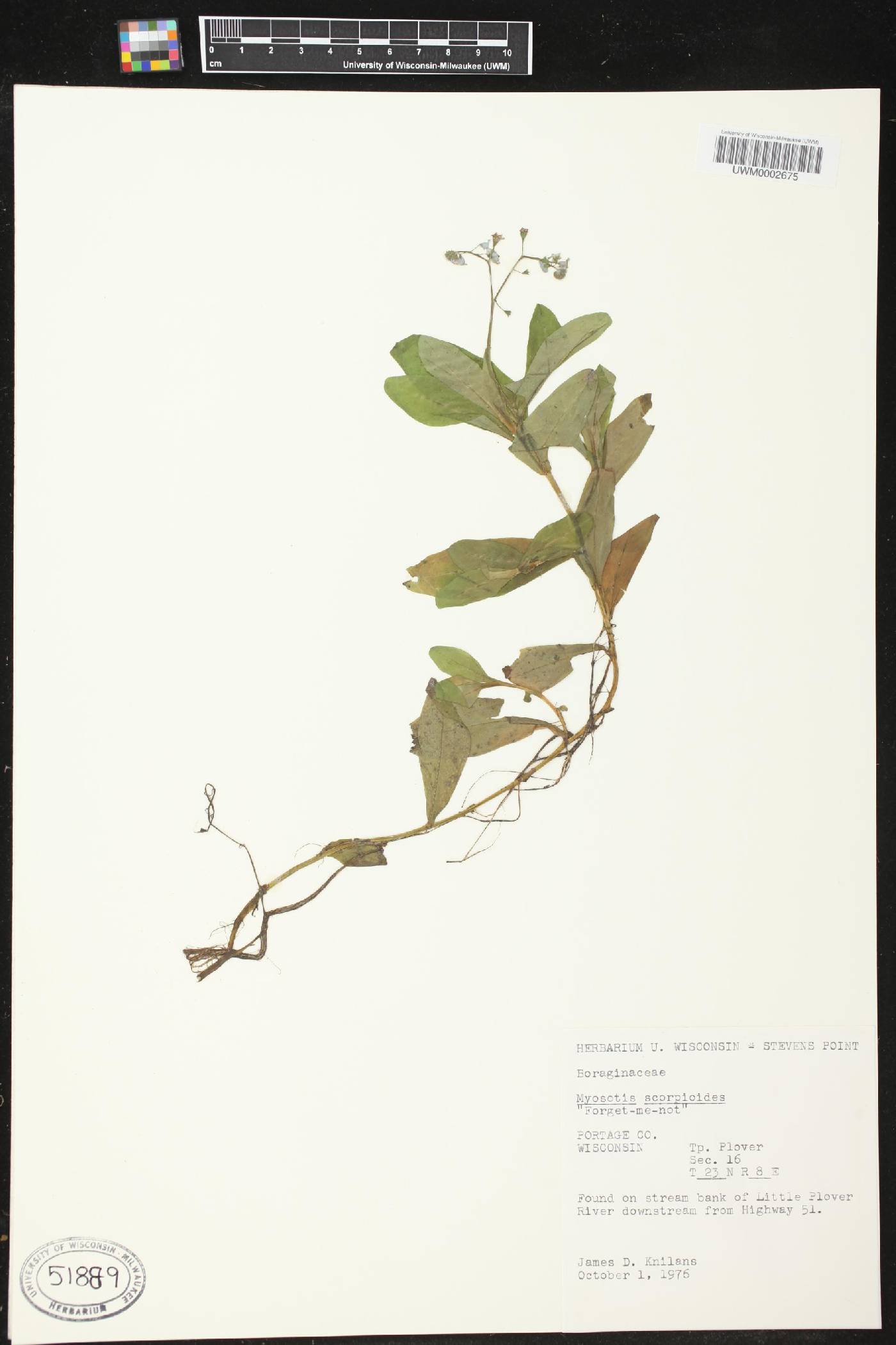 Myosotis scorpioides image