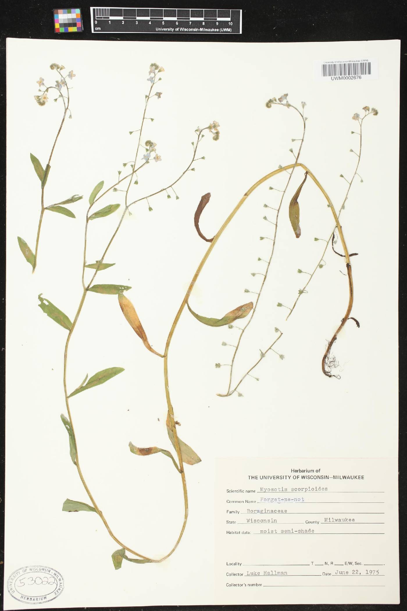 Myosotis scorpioides image