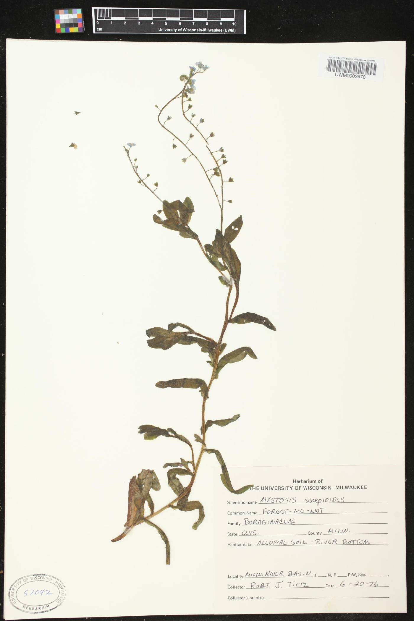 Myosotis scorpioides image
