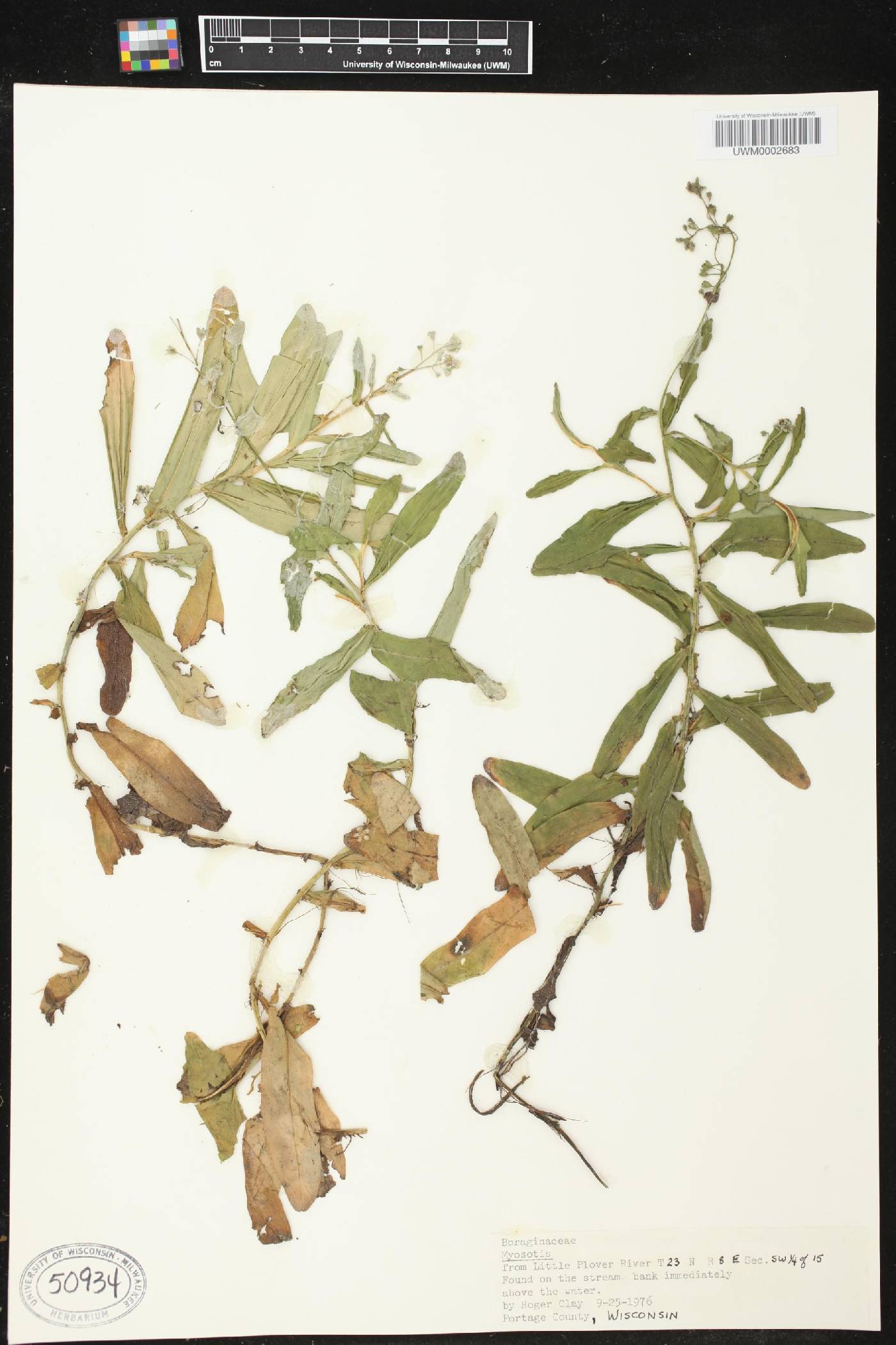 Myosotis sylvatica image