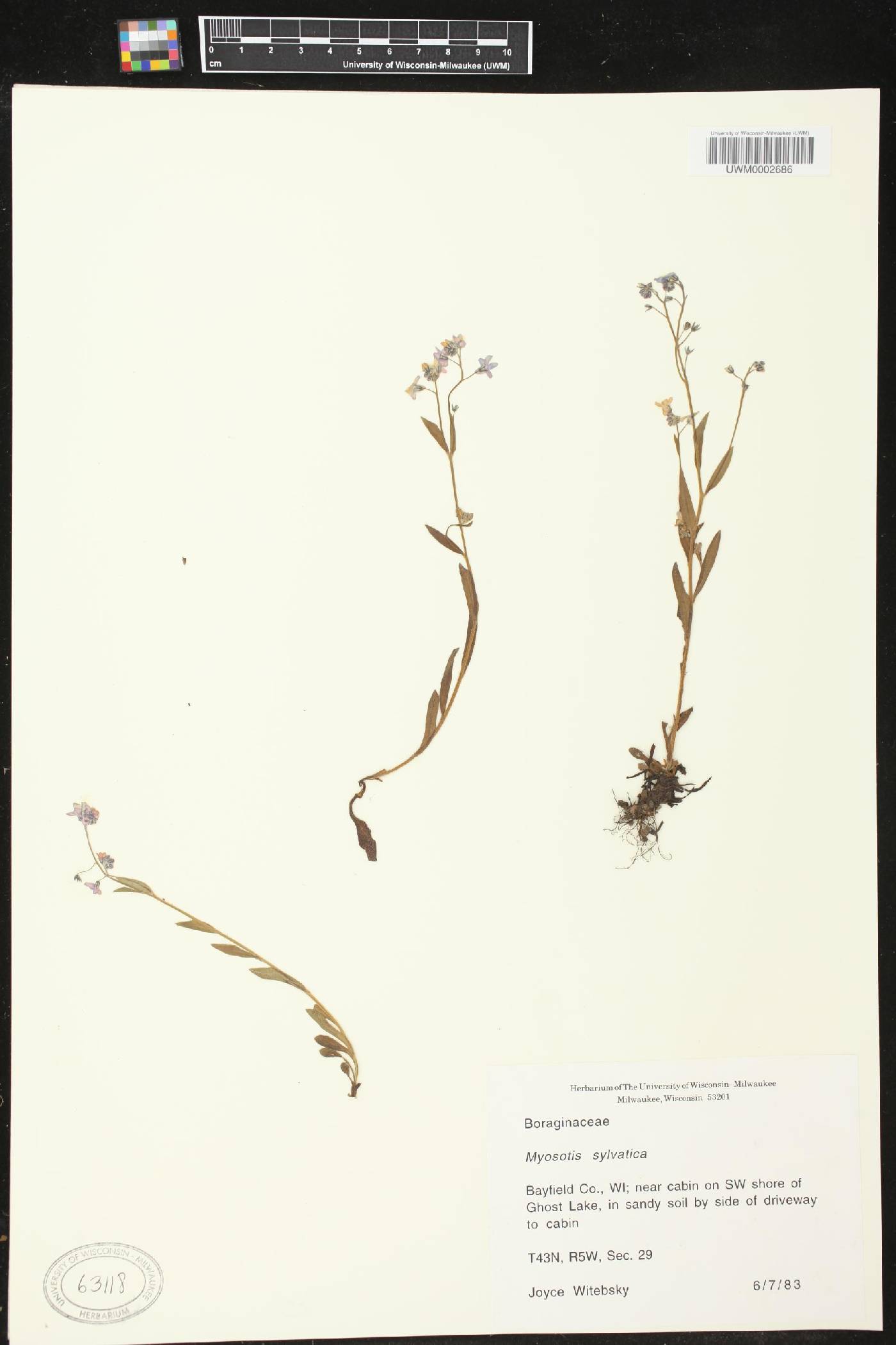 Myosotis sylvatica image