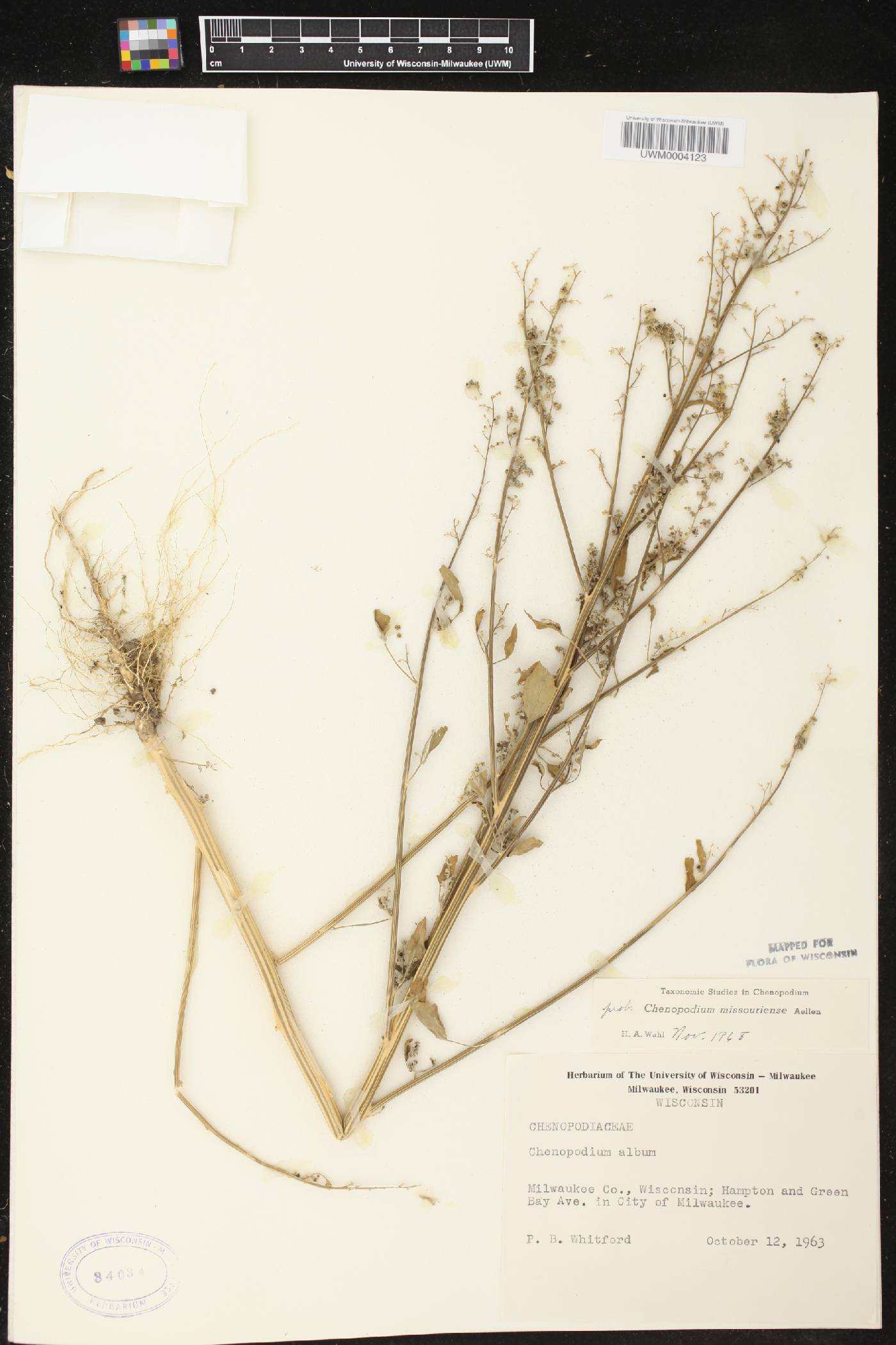 Chenopodium album image