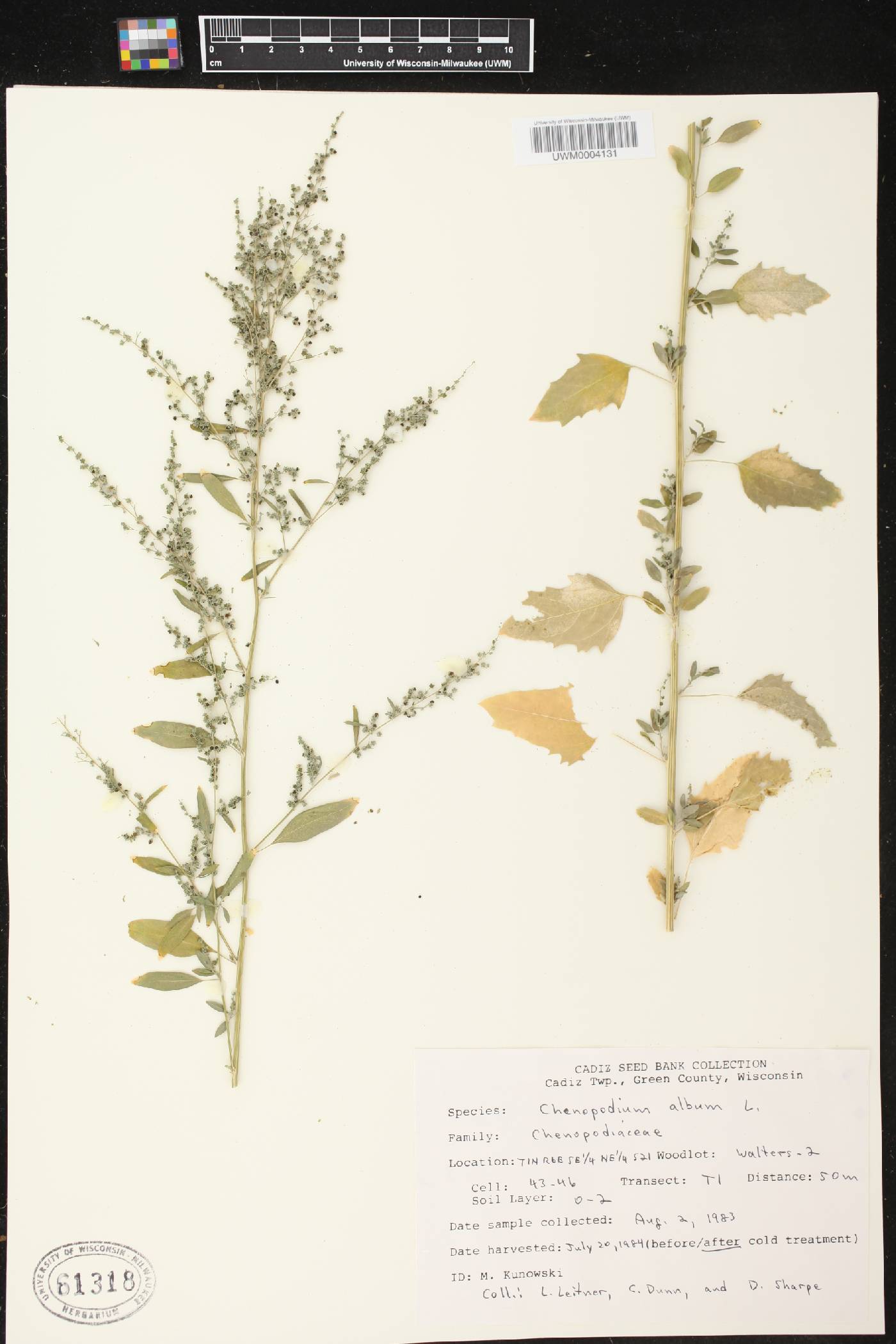 Chenopodium album image