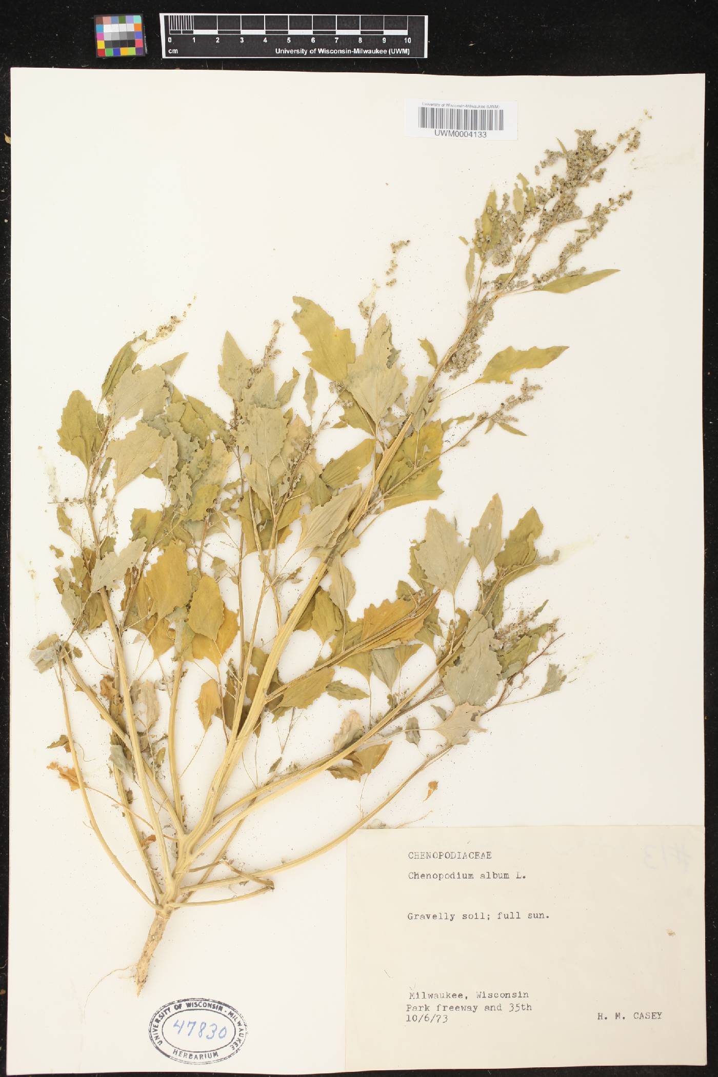 Chenopodium album image