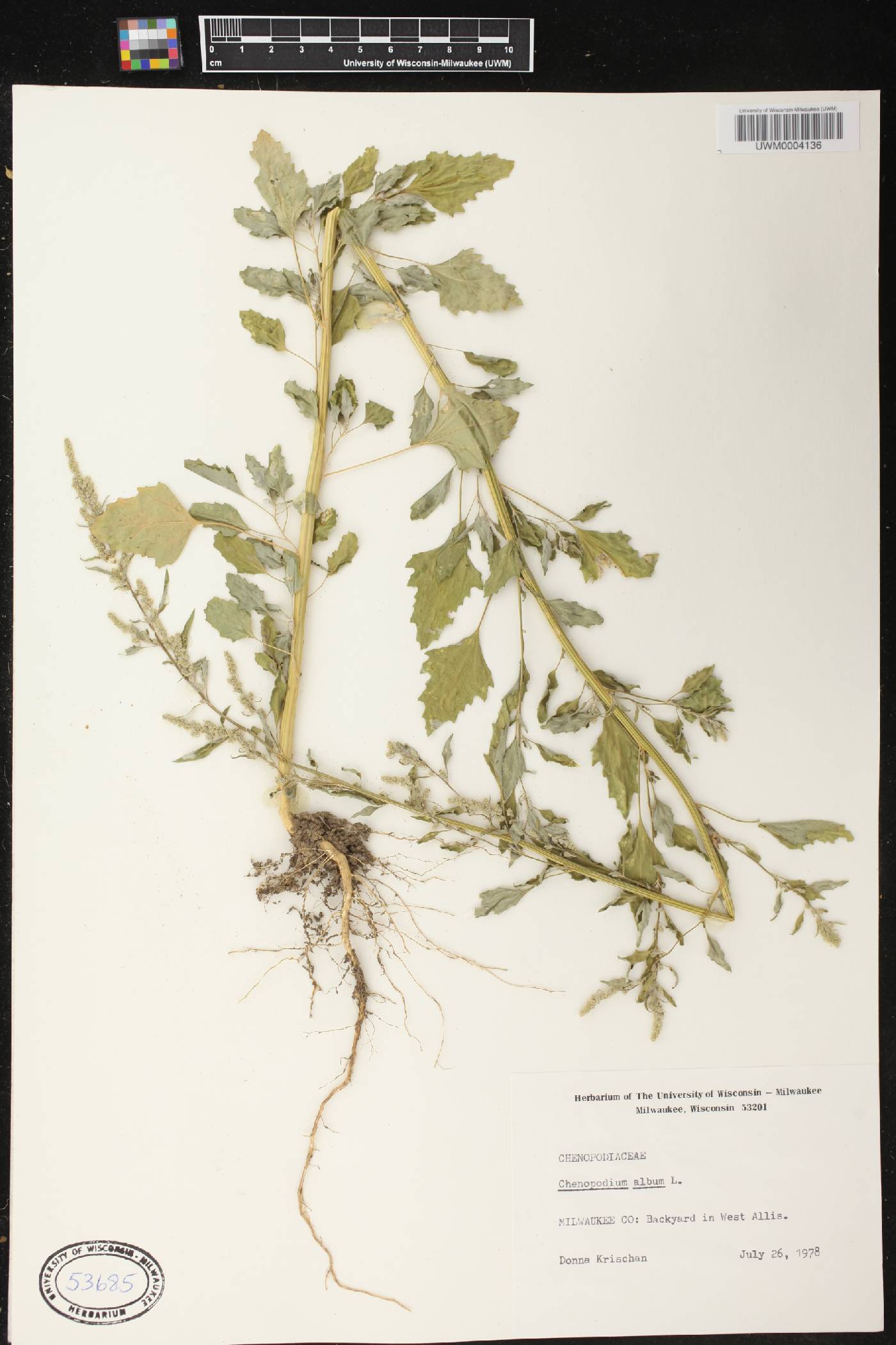 Chenopodium album image