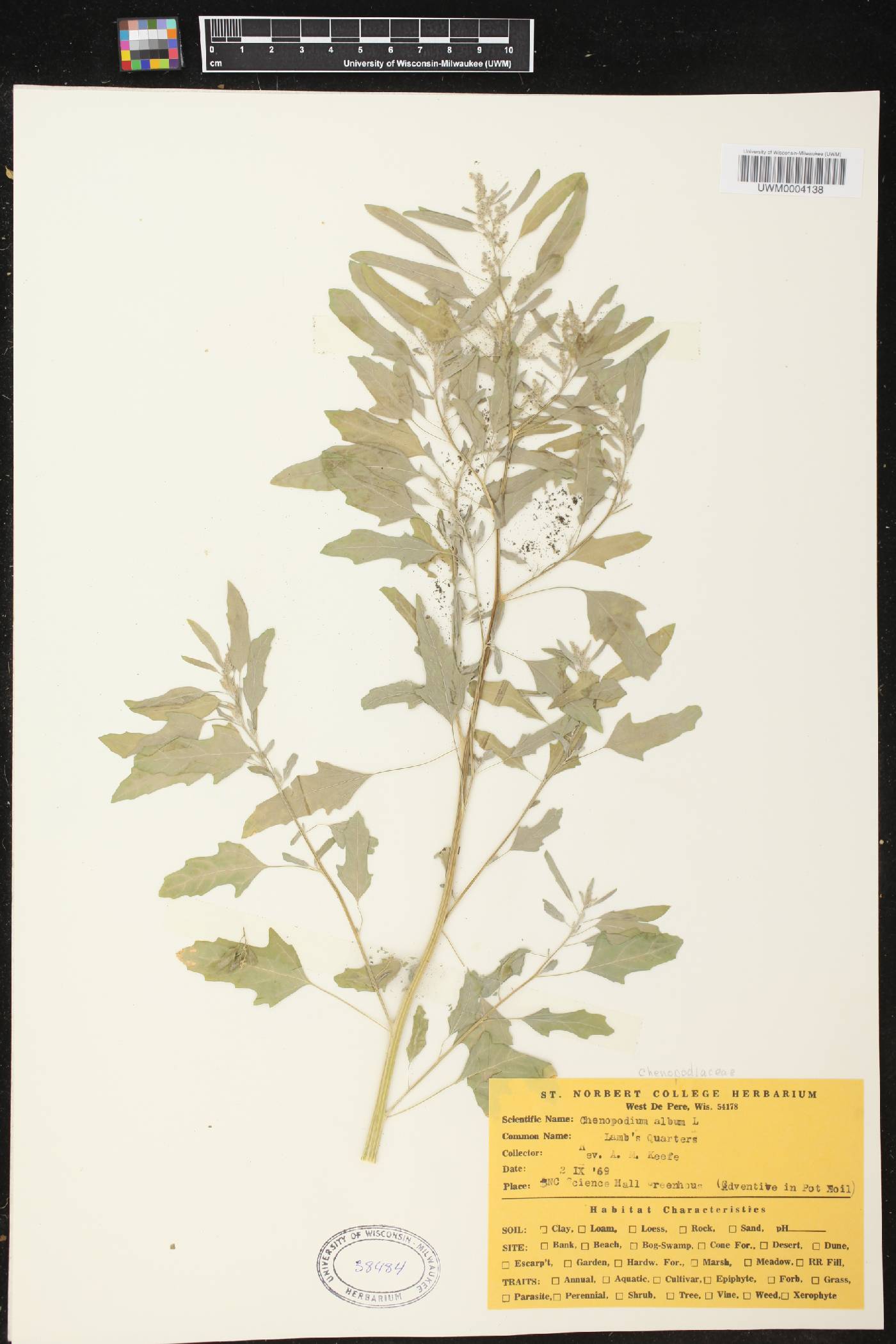 Chenopodium album image