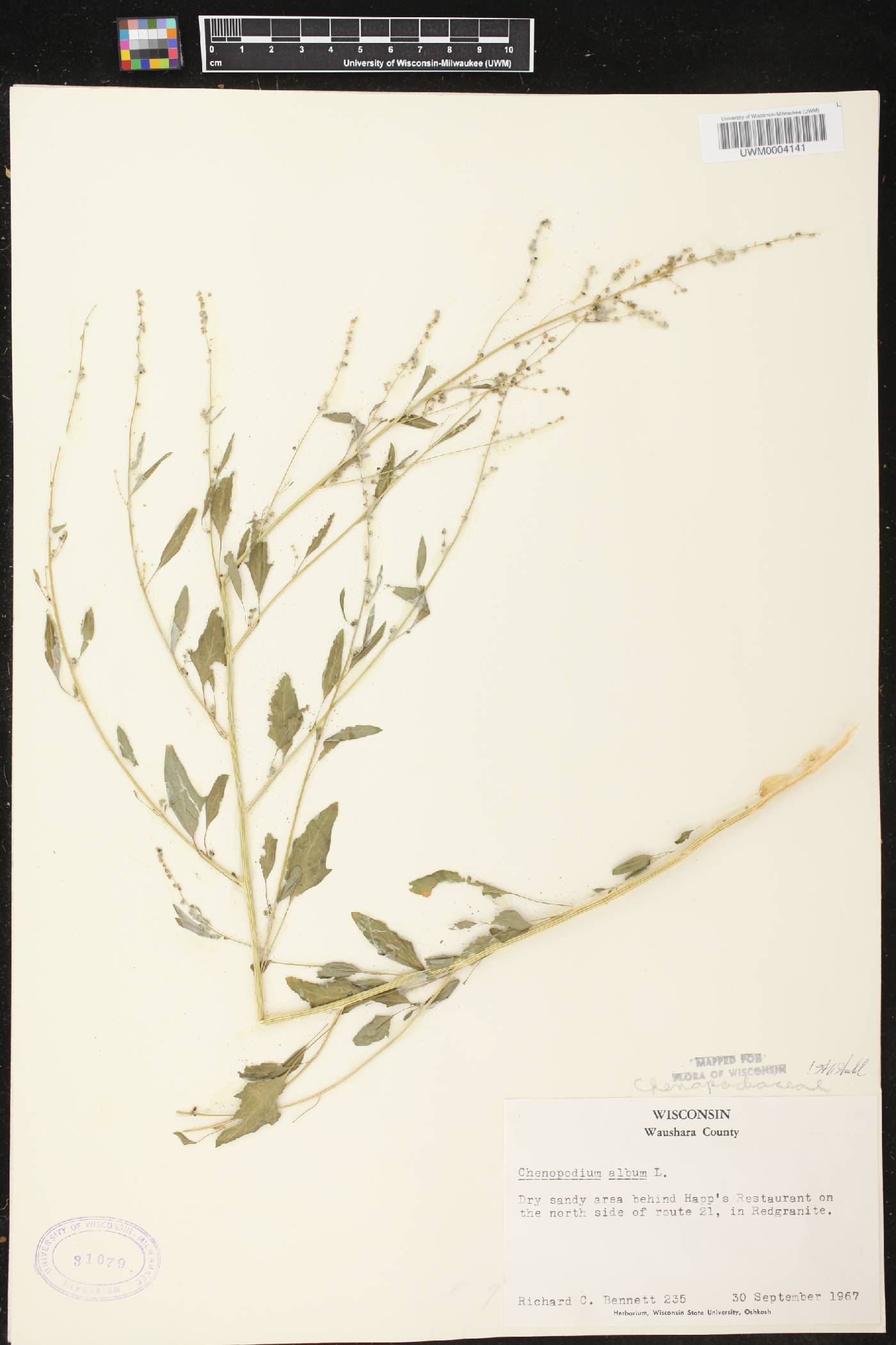 Chenopodium album image