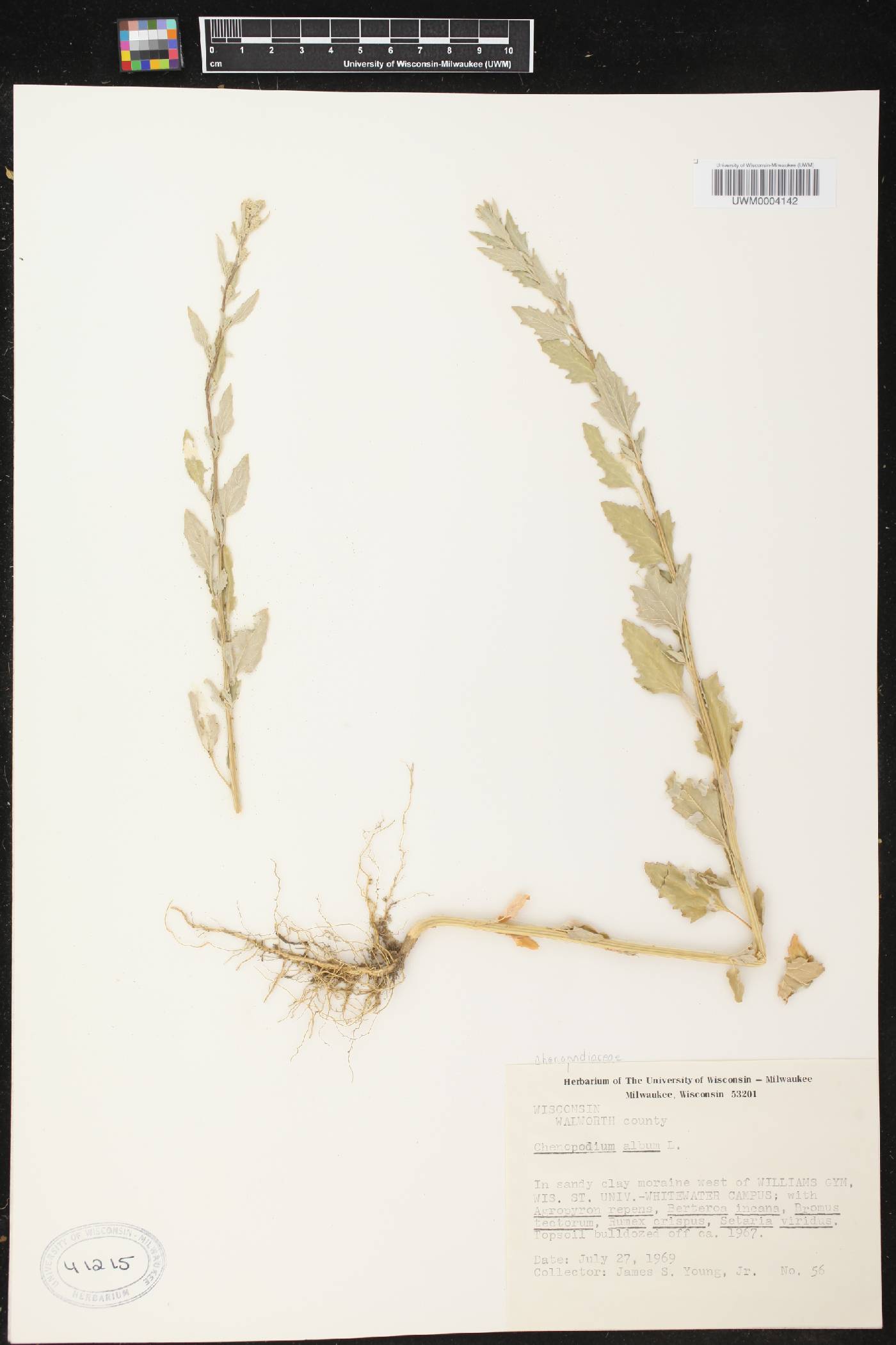Chenopodium album image