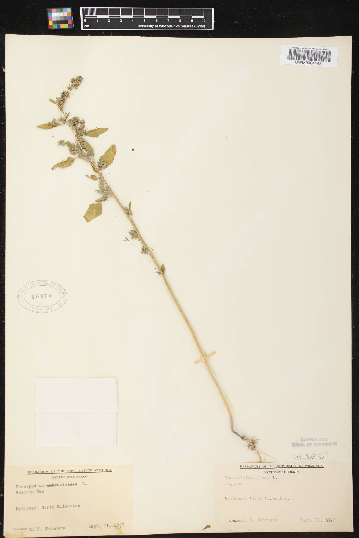 Chenopodium album image