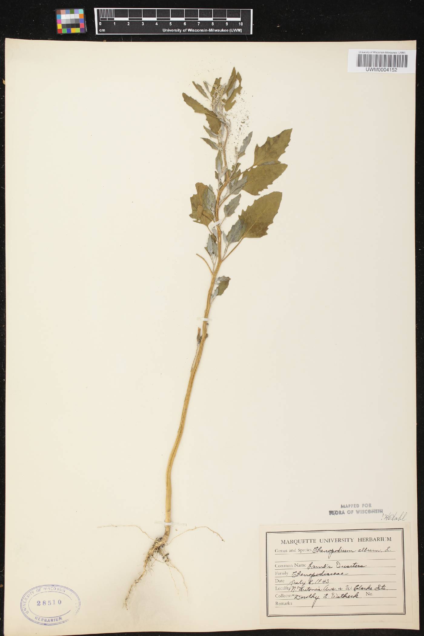 Chenopodium album image