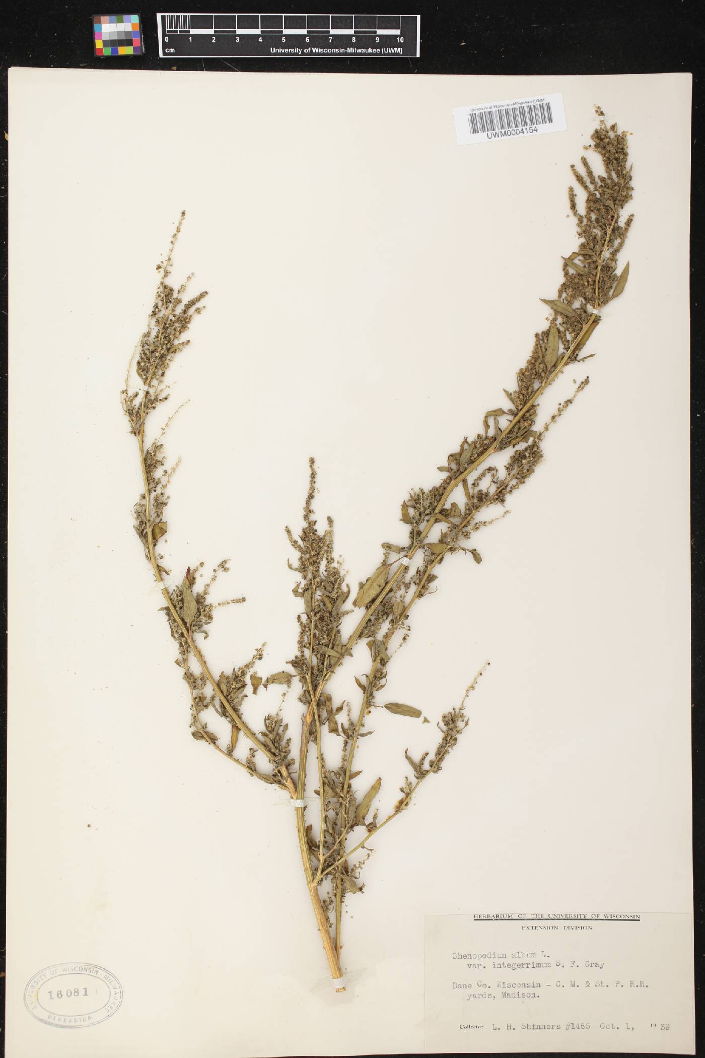 Chenopodium album image