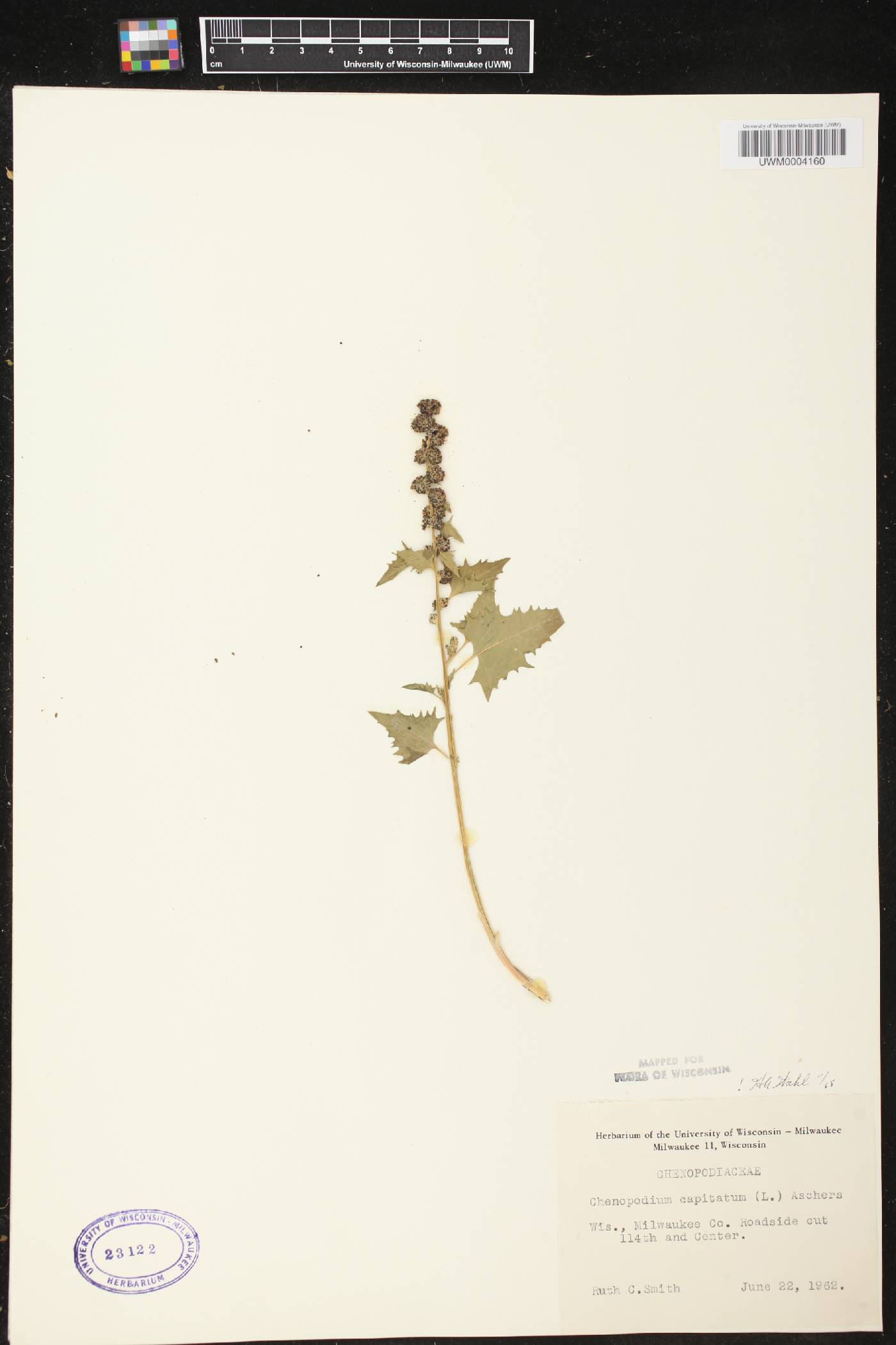 Chenopodium capitatum image