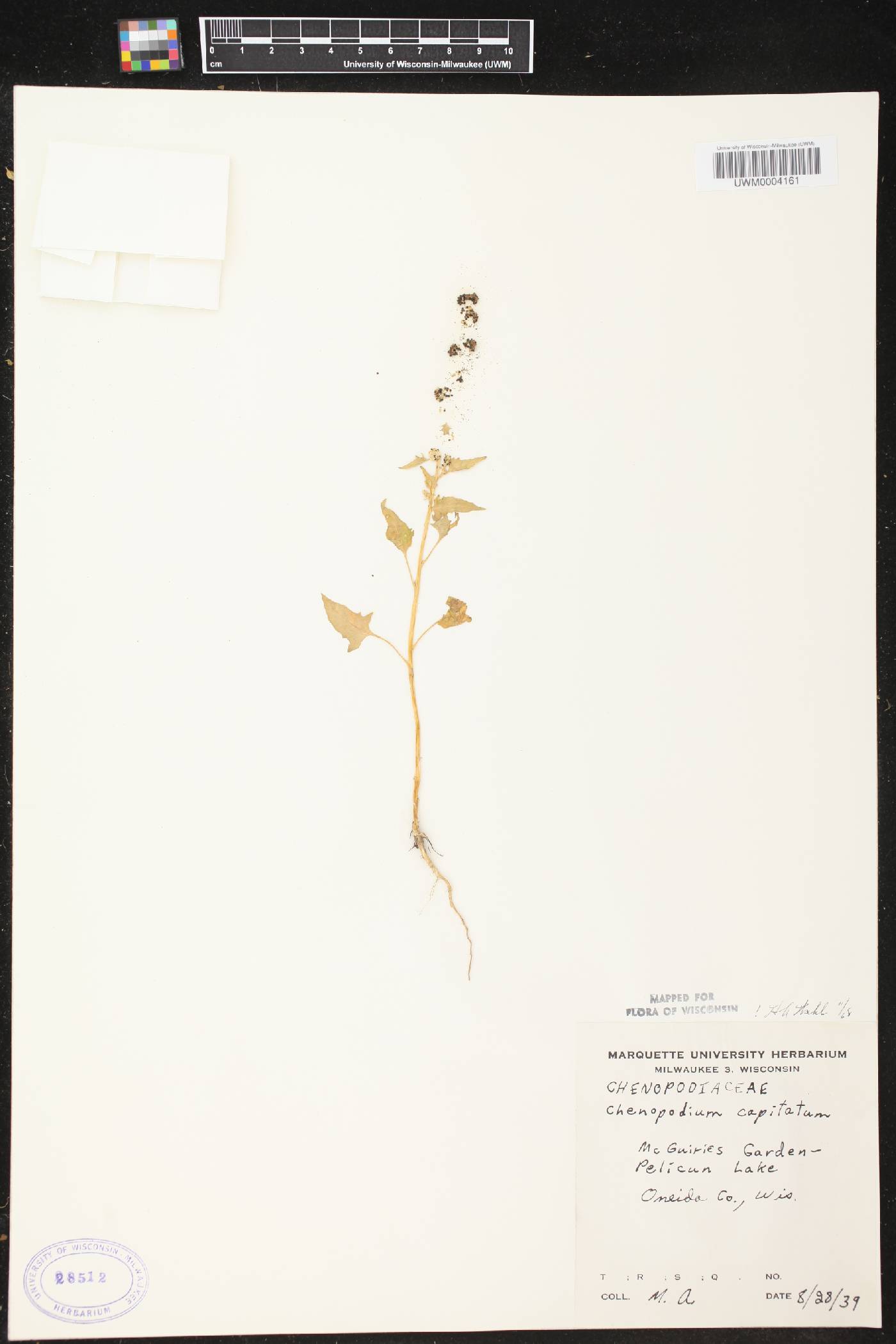 Chenopodium capitatum image