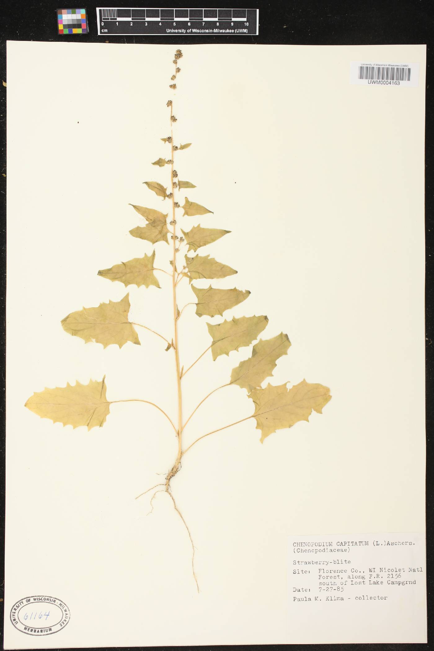 Chenopodium capitatum image