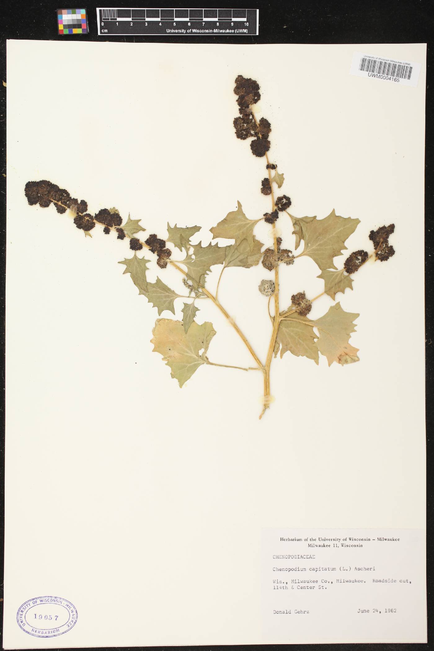 Chenopodium capitatum image