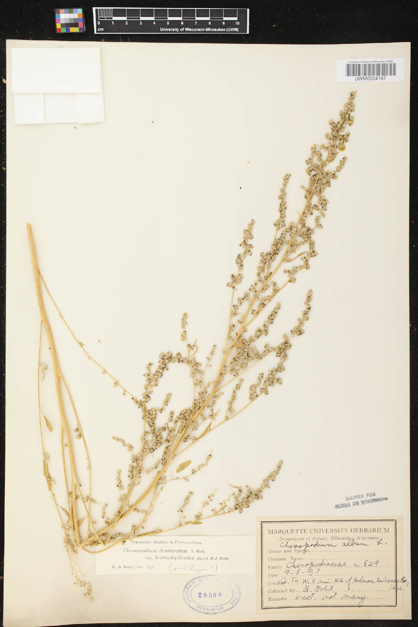 Chenopodium pratericola image