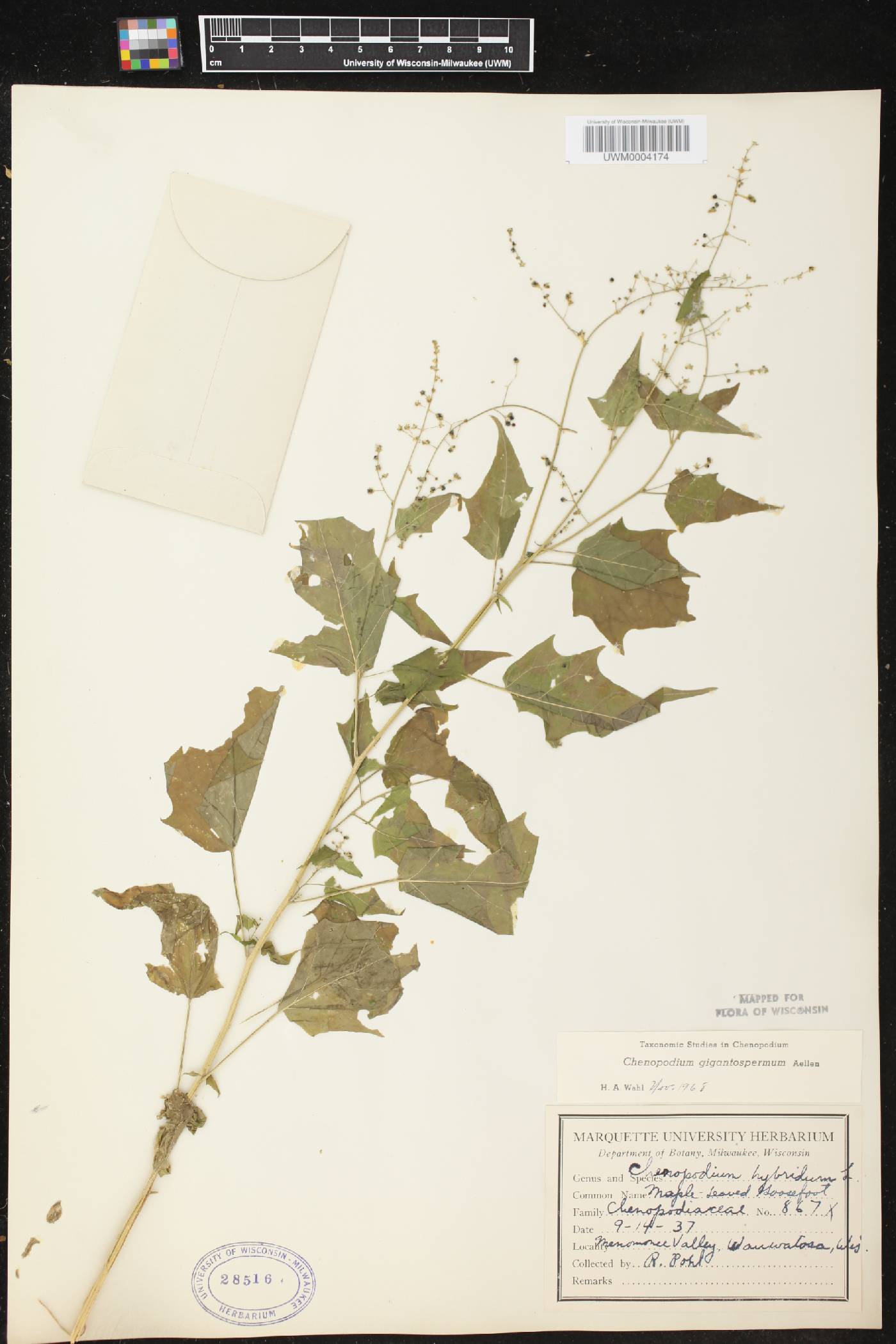 Chenopodium simplex image