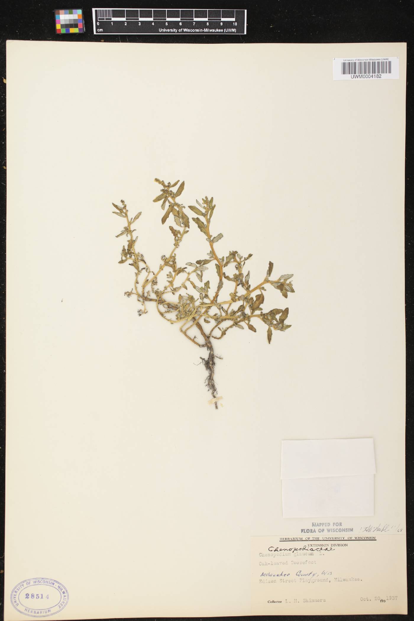 Chenopodium glaucum image