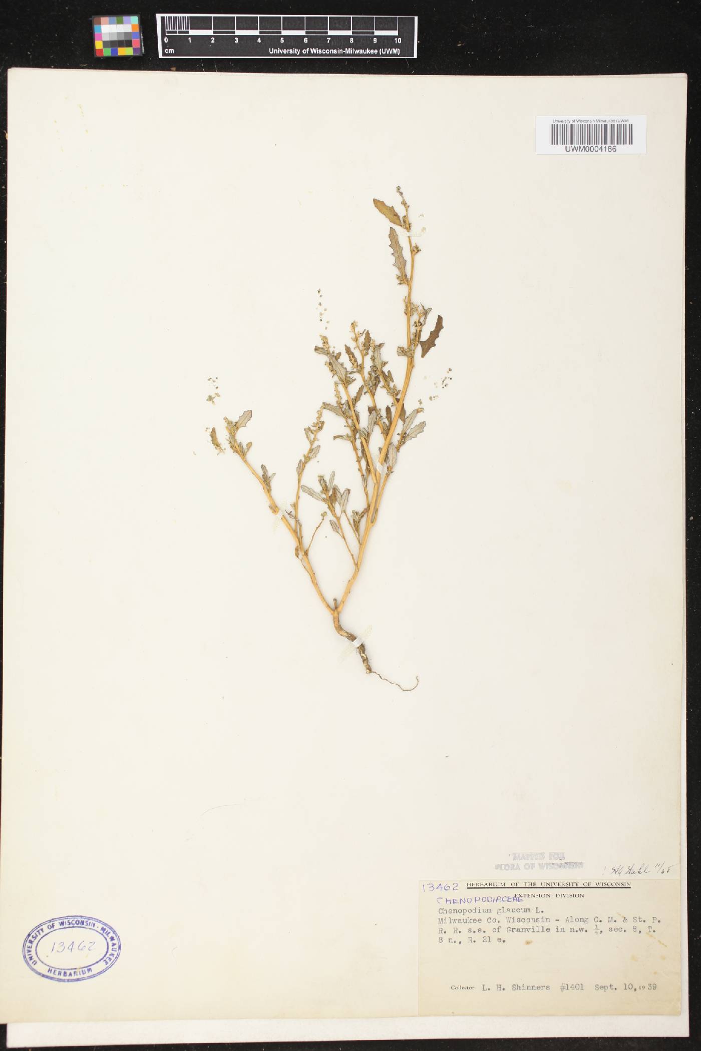 Chenopodium glaucum image