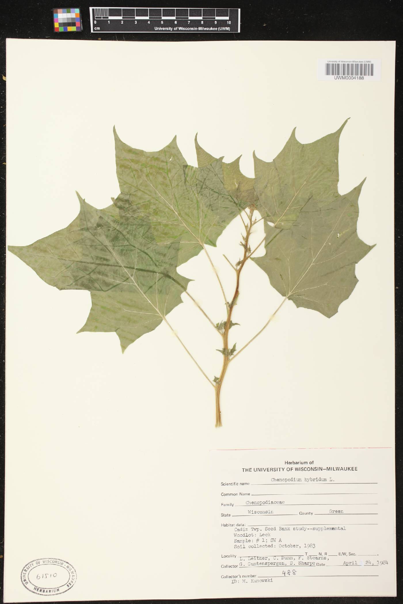 Chenopodium simplex image