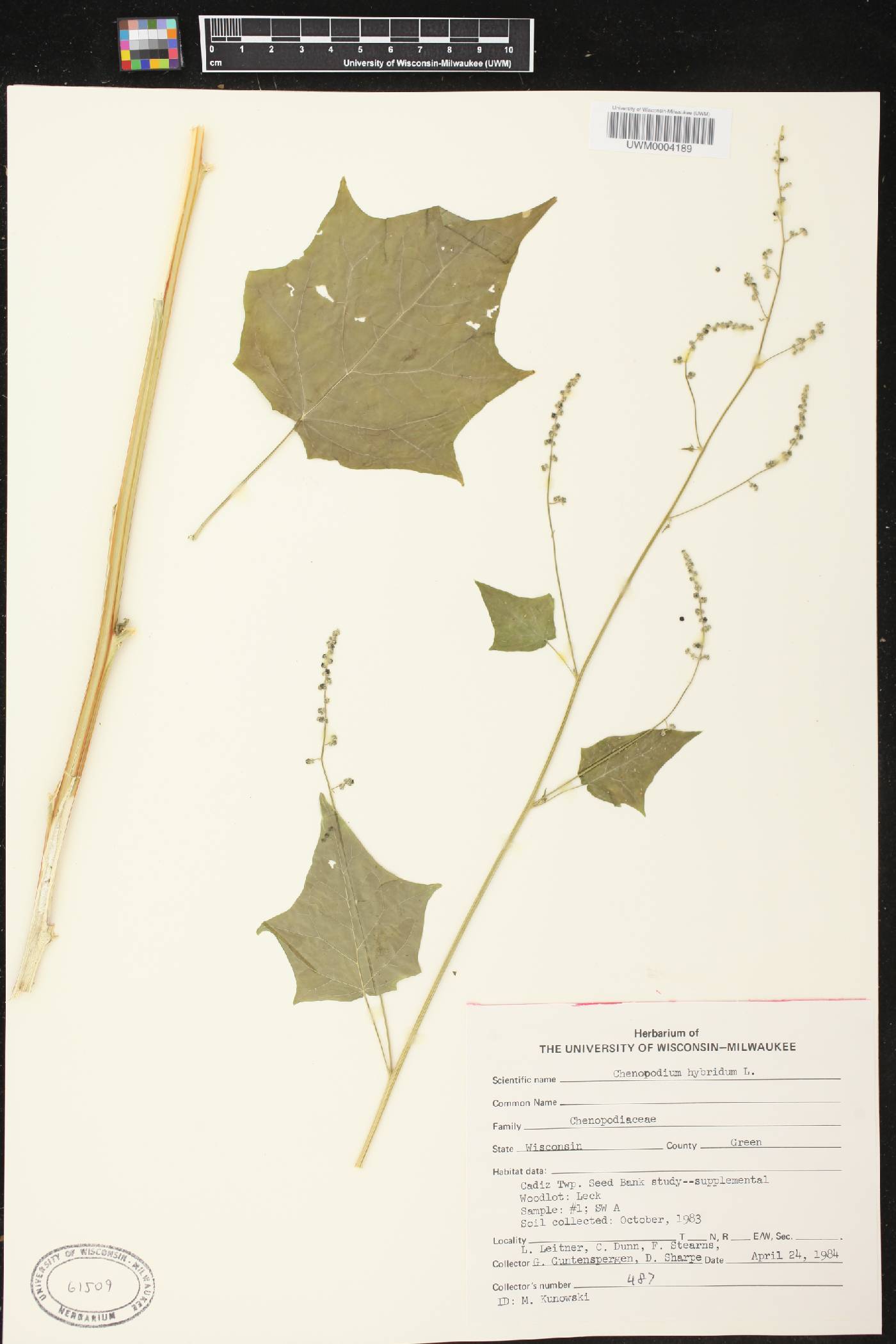 Chenopodium simplex image