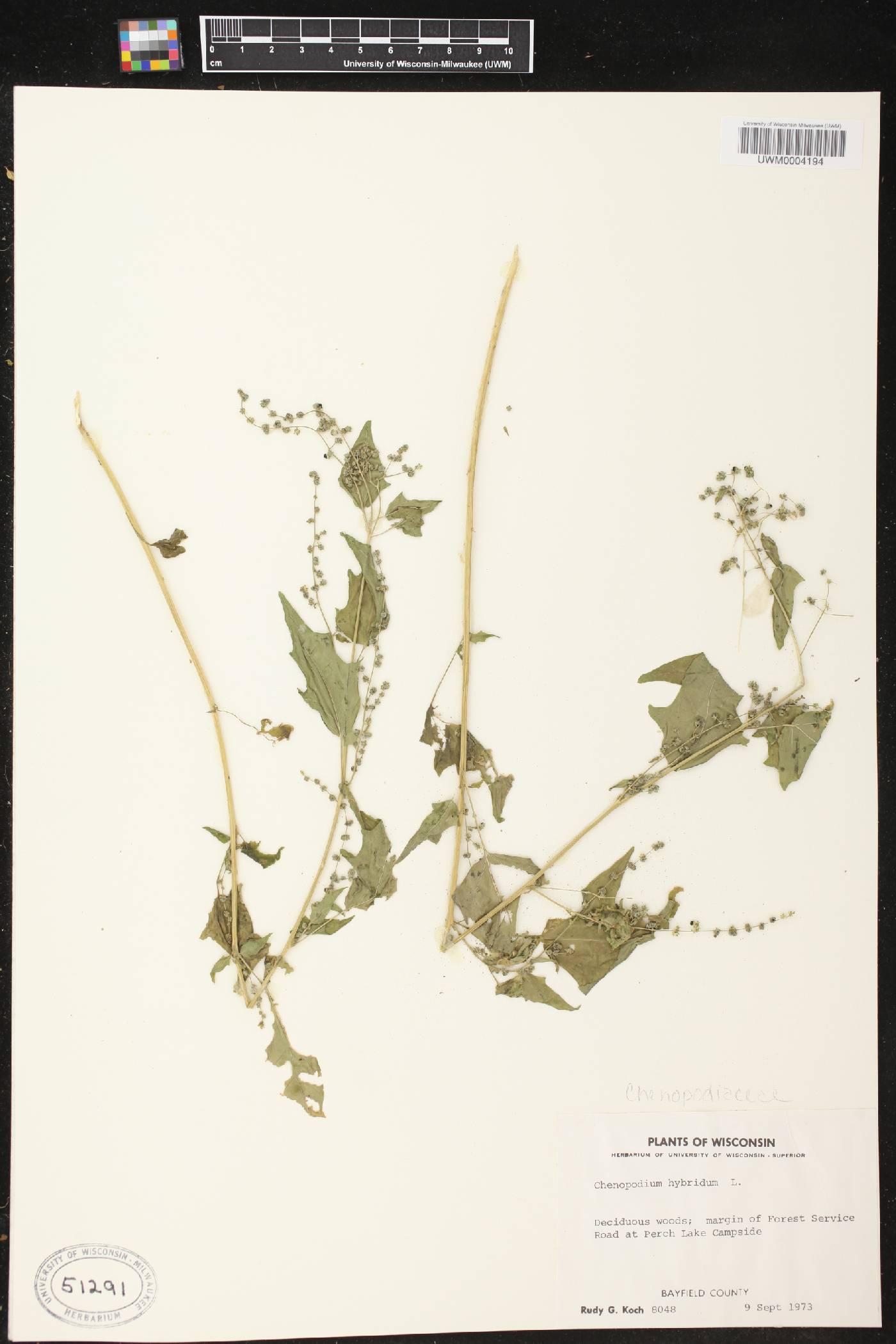 Chenopodium simplex image