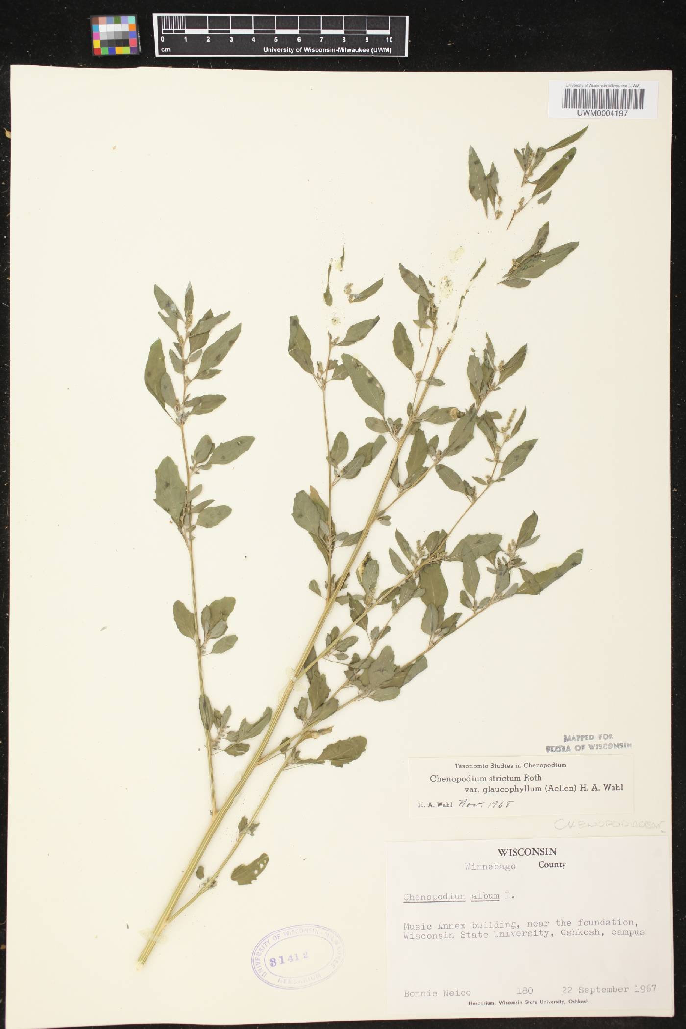 Chenopodium strictum image