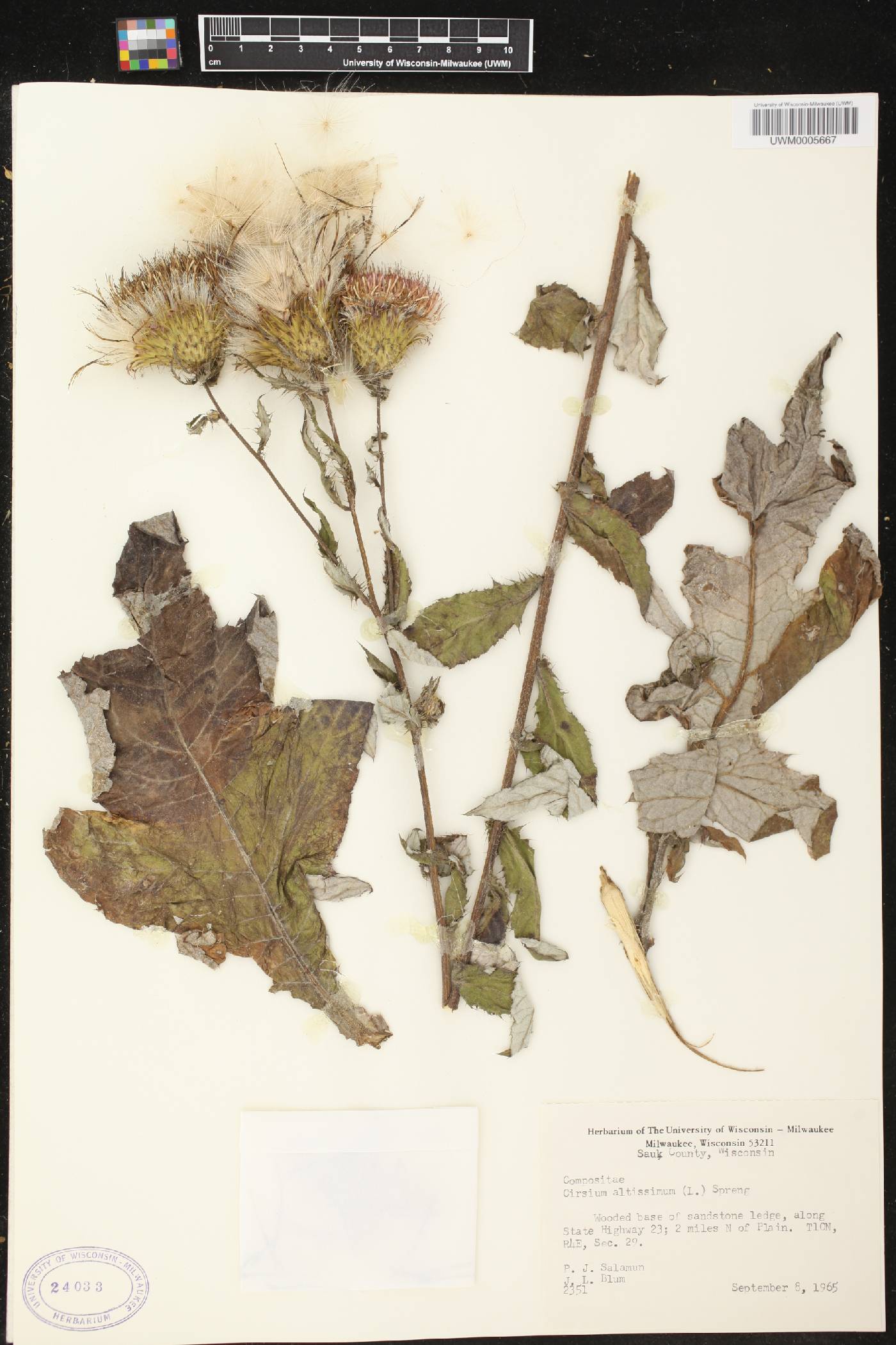 Cirsium altissimum image