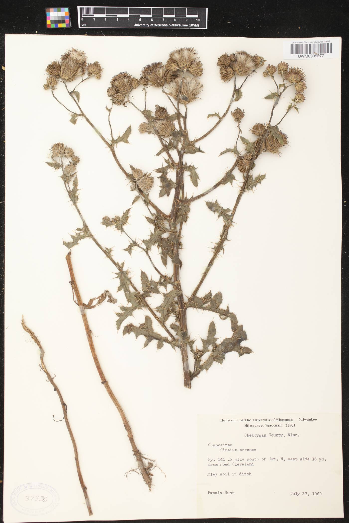 Cirsium arvense image