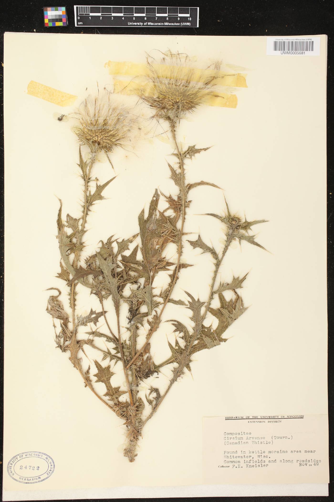 Cirsium arvense image
