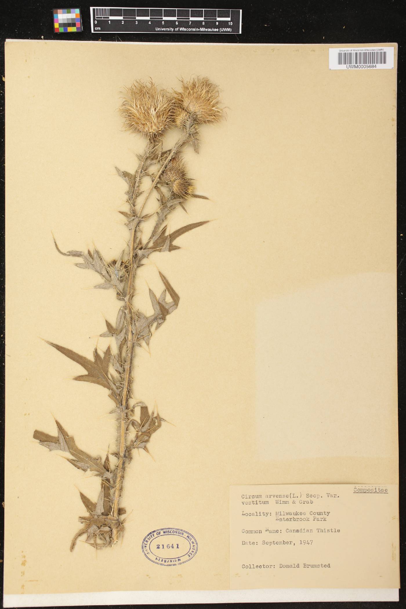 Cirsium arvense image
