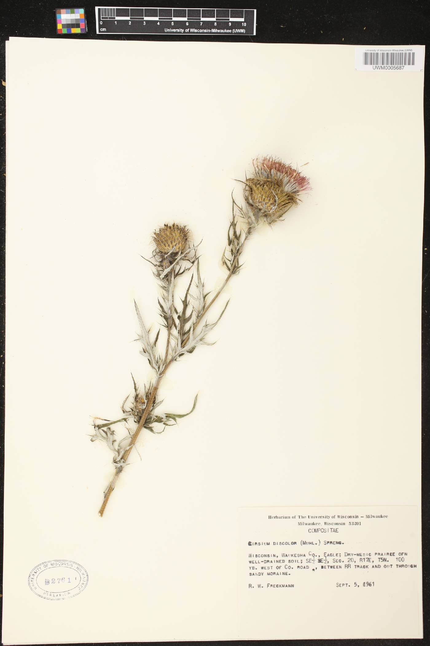 Cirsium discolor image