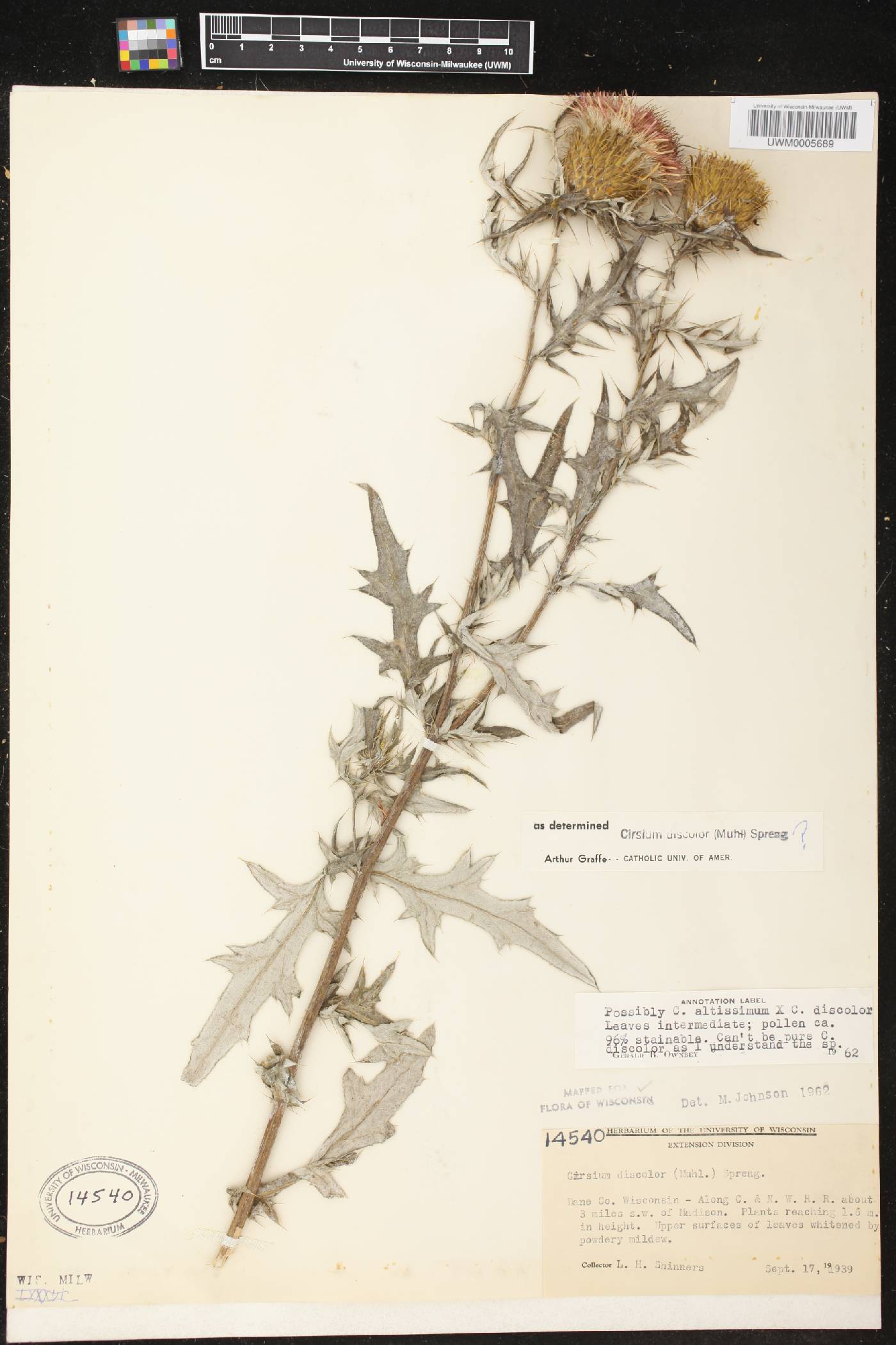 Cirsium discolor image