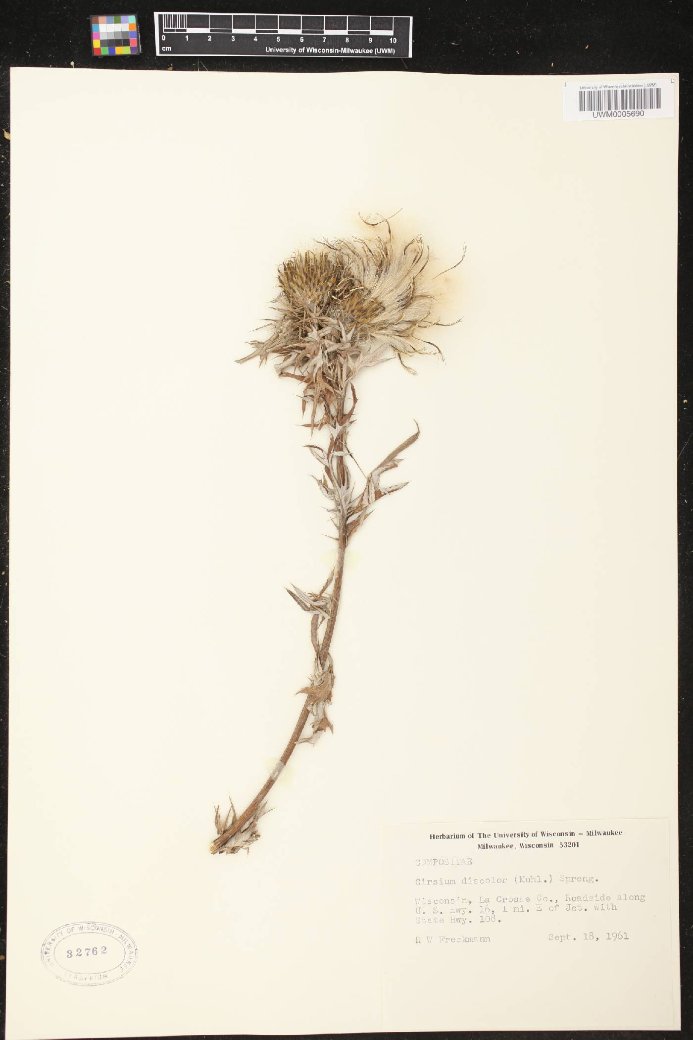 Cirsium discolor image