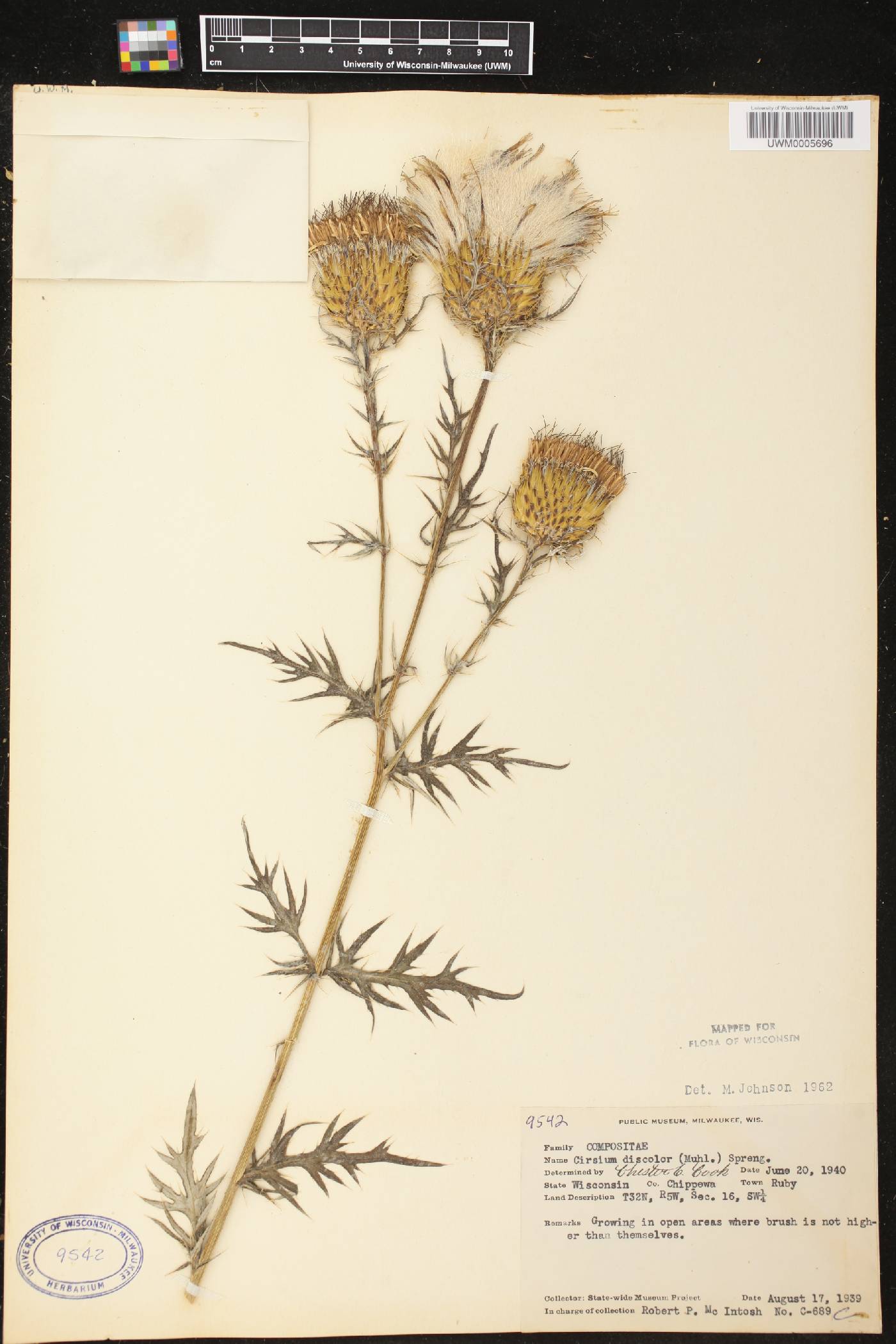 Cirsium discolor image