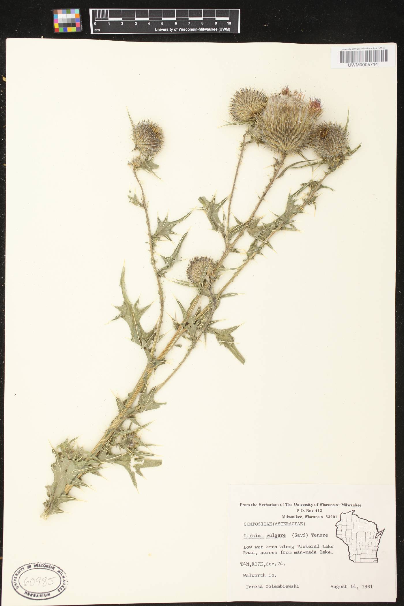Cirsium vulgare image