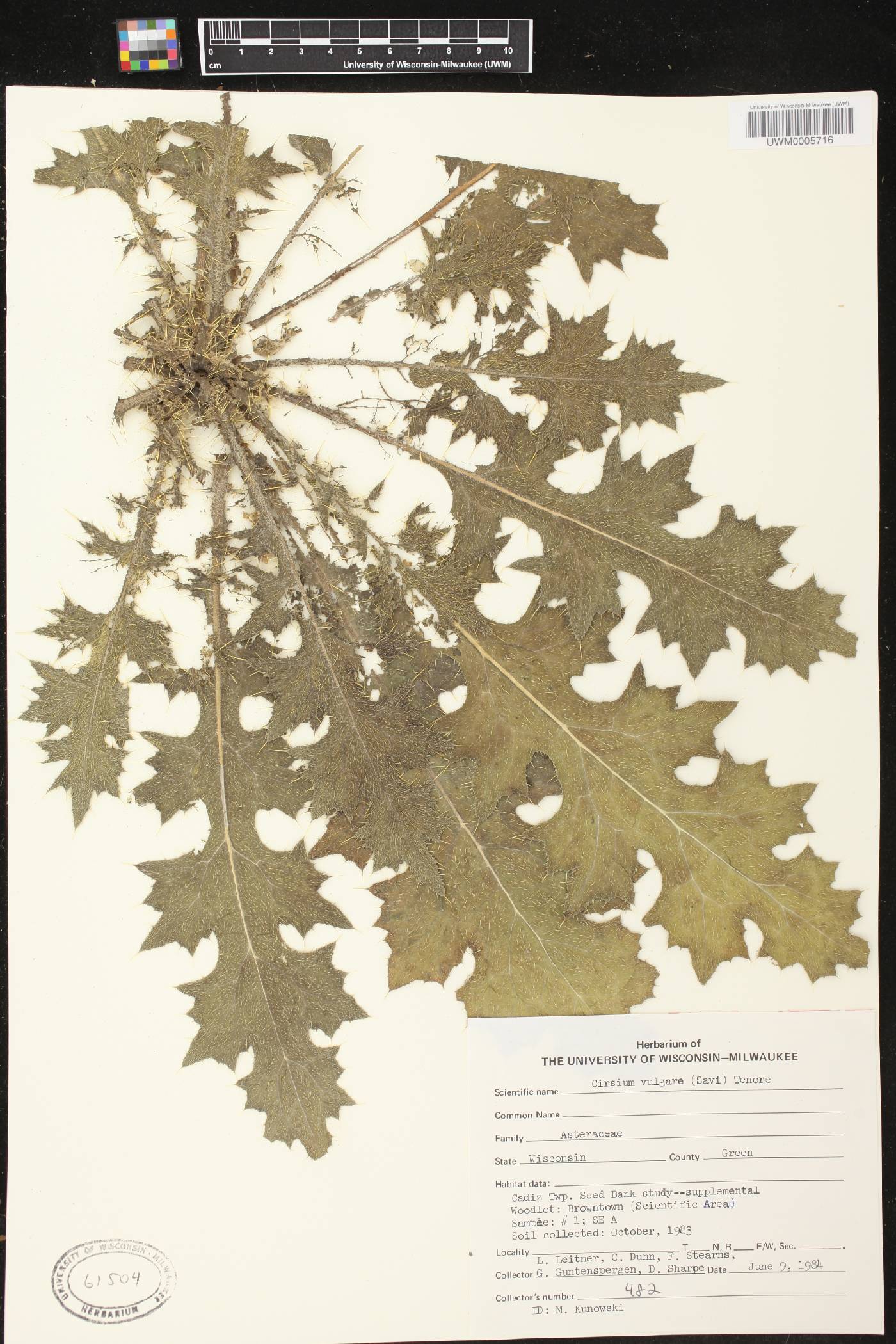 Cirsium vulgare image