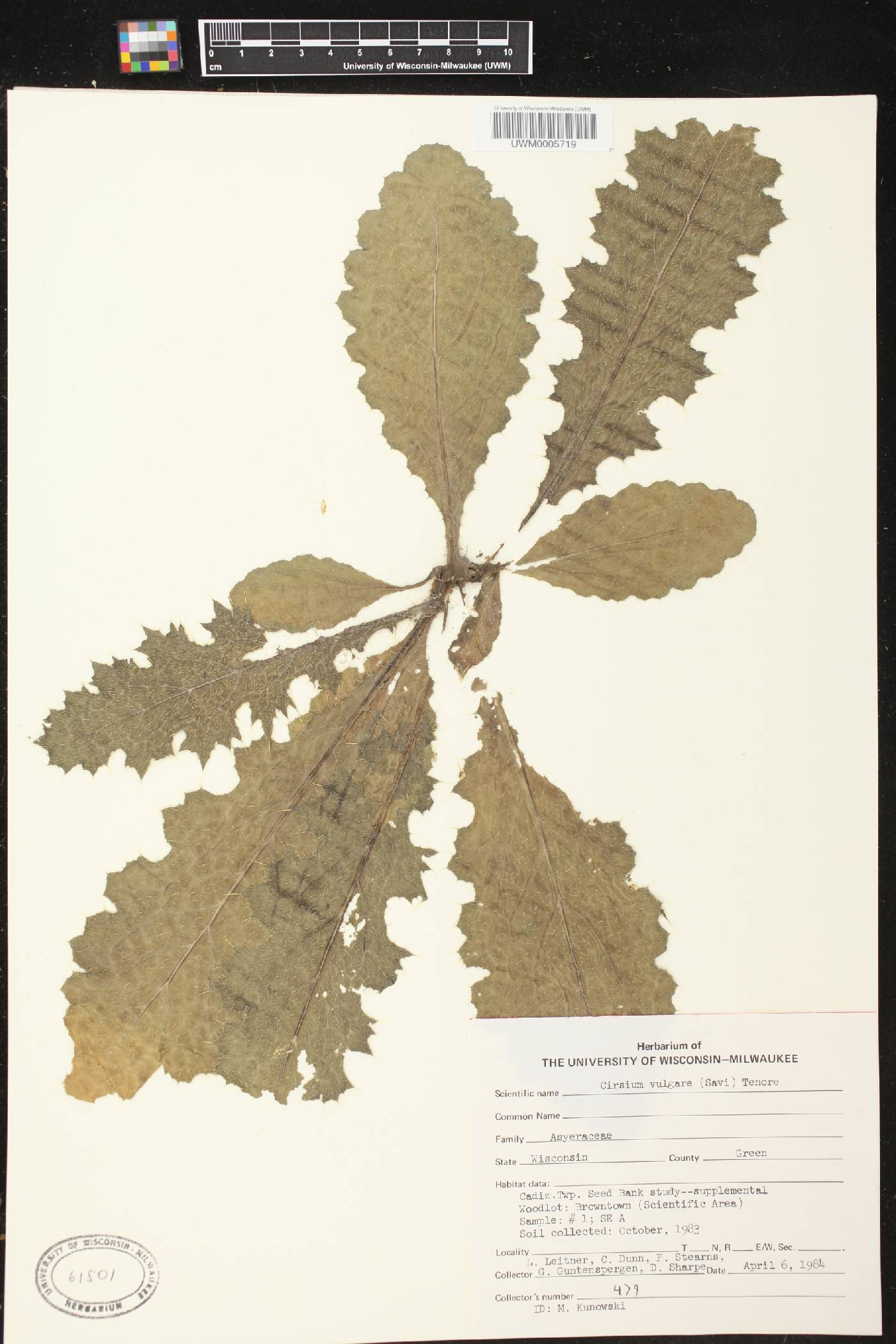 Cirsium vulgare image