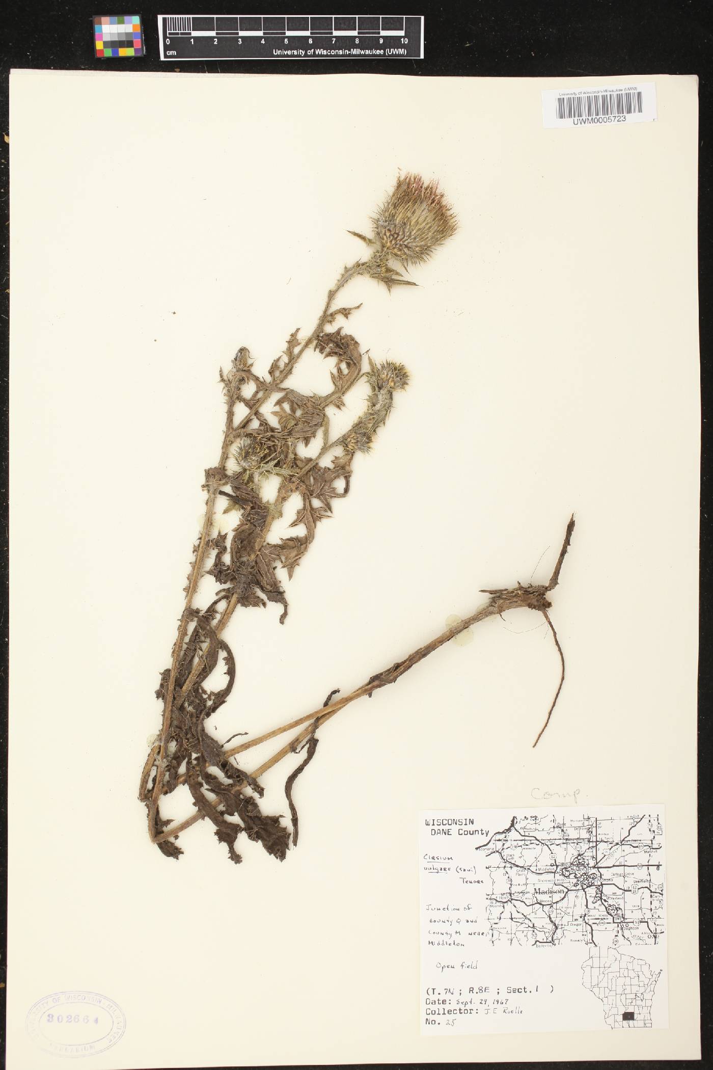Cirsium vulgare image