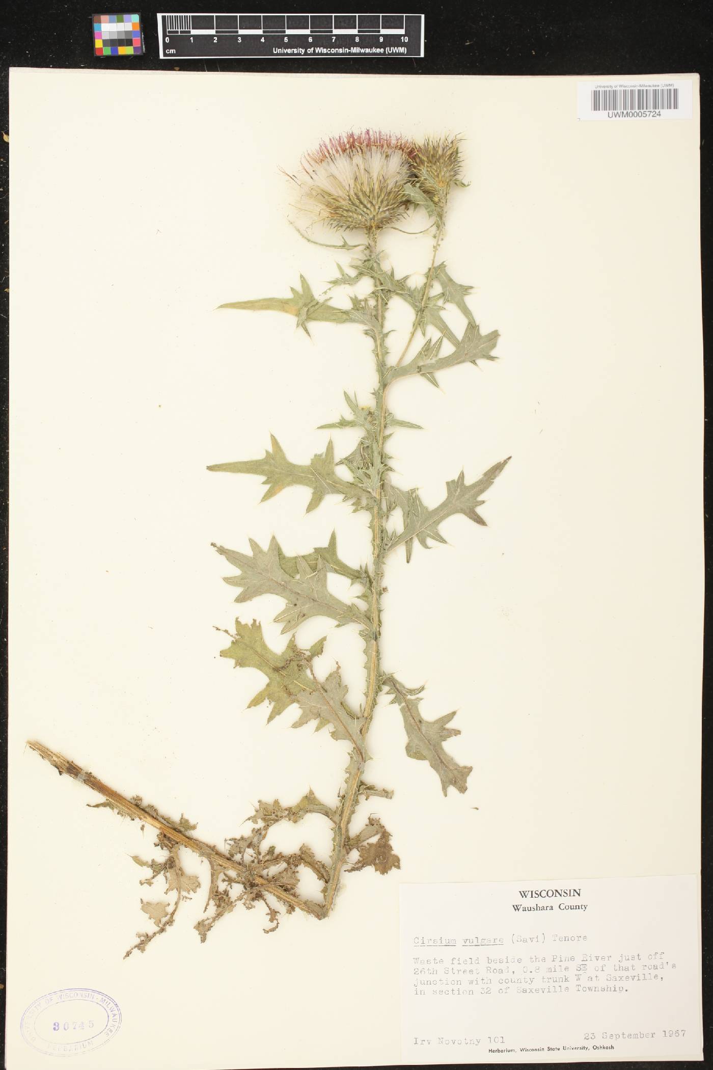 Cirsium vulgare image