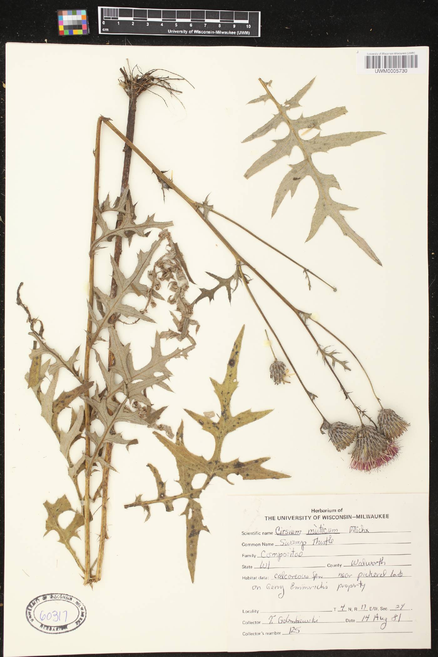 Cirsium muticum image