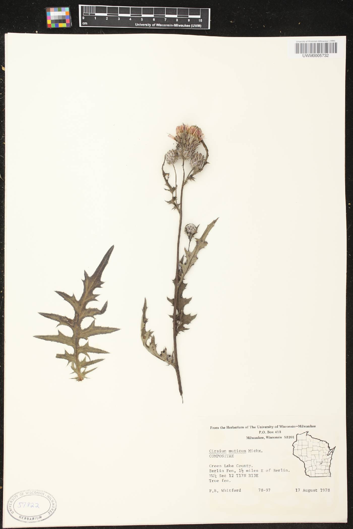 Cirsium muticum image