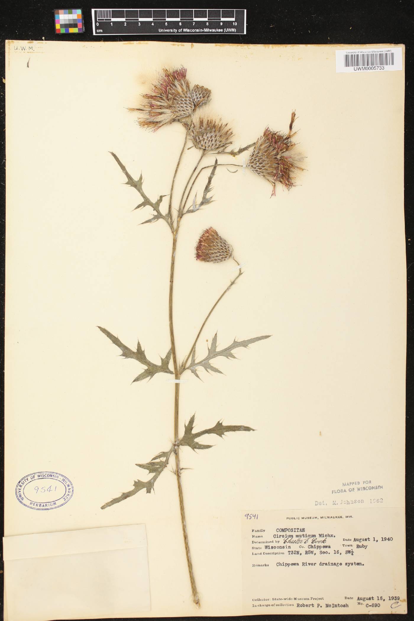 Cirsium muticum image