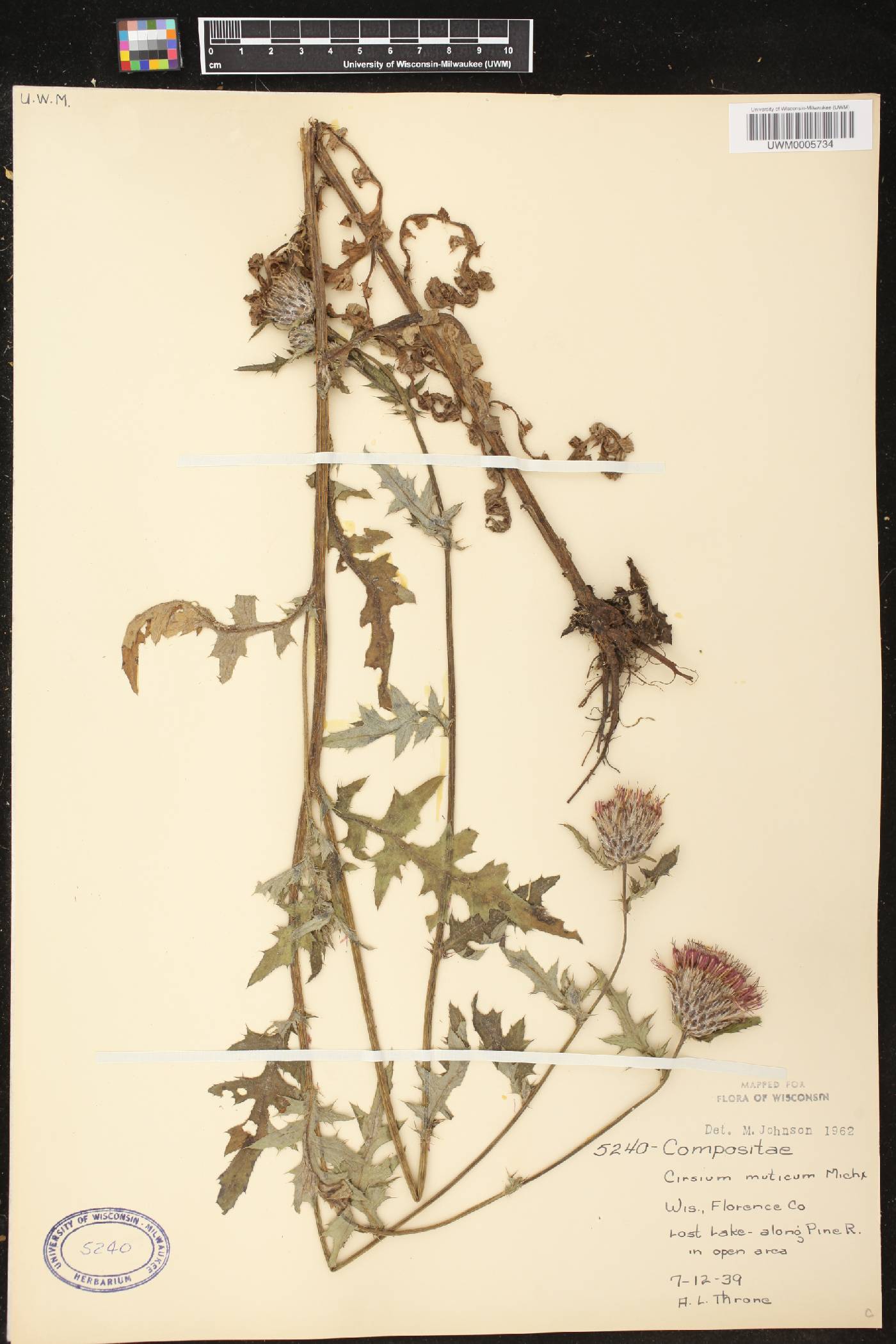 Cirsium muticum image